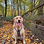 animal, autumn, canine, daylight, dog, fall, forest, golden_retriever, happy, leaf_litter, leaves, nature, outdoor, path, pet, seasonal, sitting, tongue_out, trees, wooden_walkway