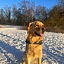 Thea a rejoint le concours — aidez-le/la à gagner de superbes lots ! animal, blue_sky, canine, collar, daylight, dog, forest, fur, golden_retriever, happy, nature, outdoor, path, pet, sitting, snow, sunlight, tongue_out, trees, winter
