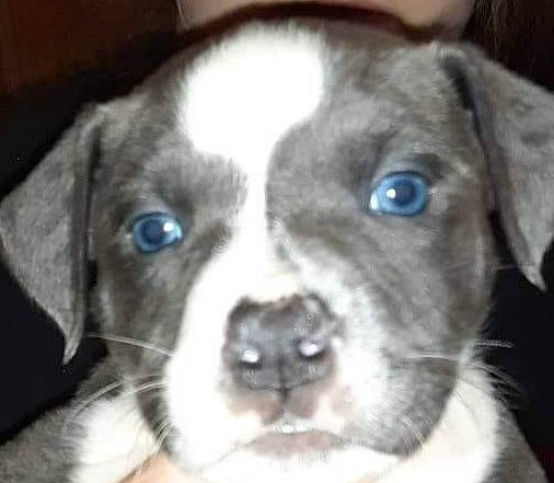 Khaos joined the competition — help win amazing prizes! american_pit_bull_terrier, beagador, canidae, carnivore, catahoula_bulldog, dog, dog_breed, fawn, feist, mammal, non_sporting_group, nose, pit_bull, puppy, rare_breed_dog, snout, sporting_group, vertebrate, whiskers