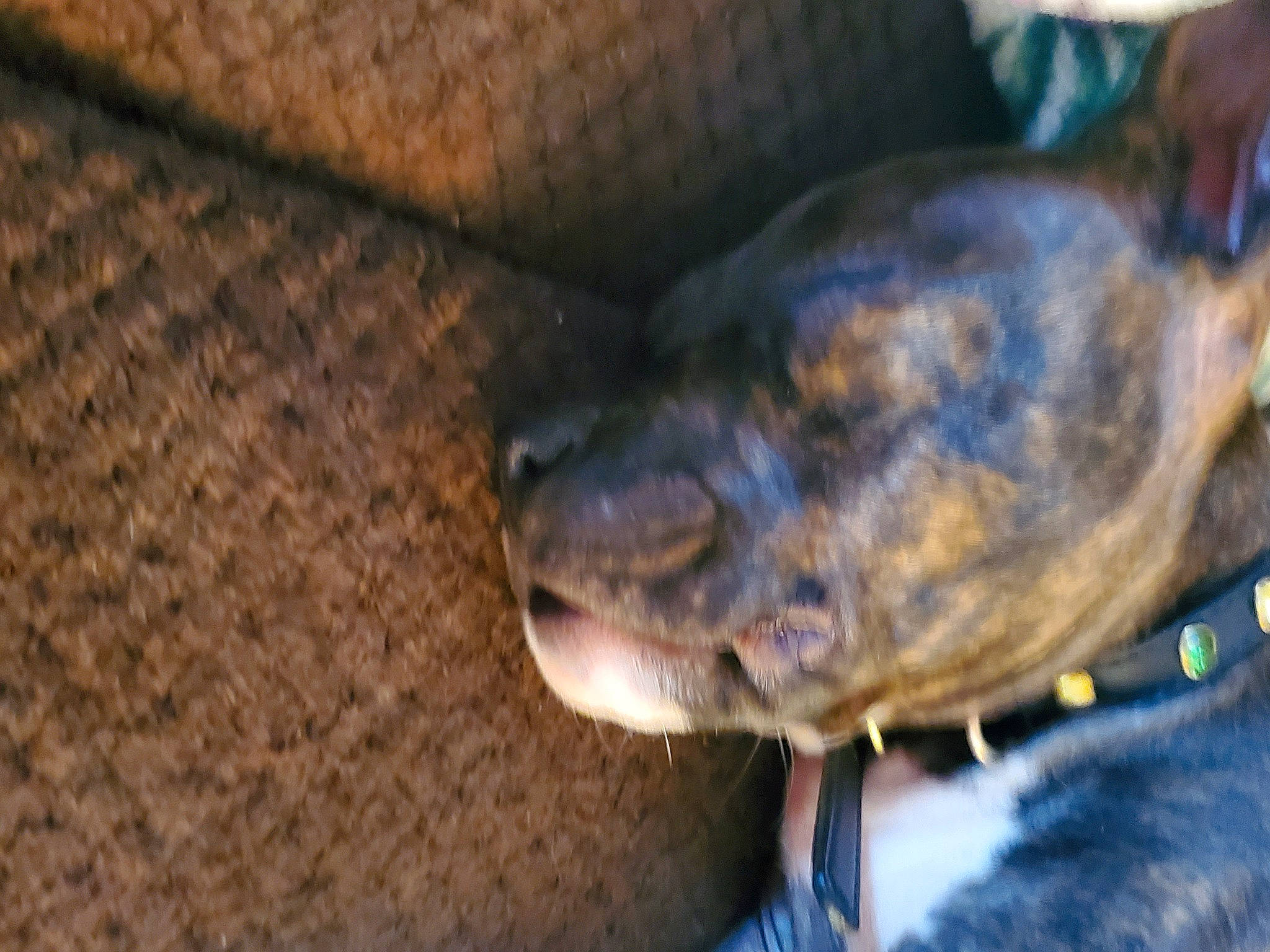 Dixie joined the competition — help win amazing prizes! canidae, carnivore, collar, companion_dog, dog, dog_breed, ear, electric_blue, fawn, guard_dog, non_sporting_group, reptile, snout, sporting_group, terrestrial_animal, whiskers, working_animal