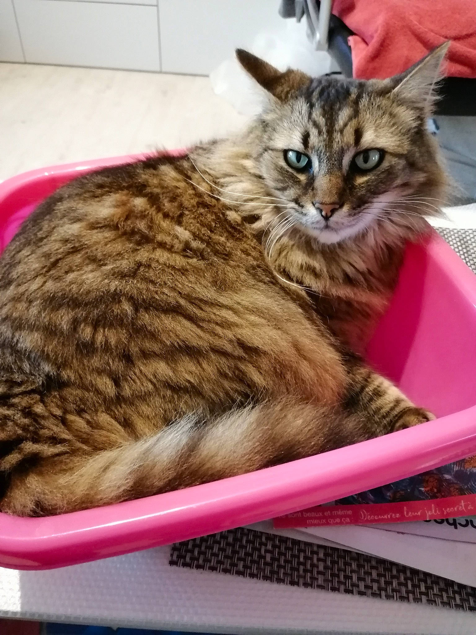 Zazou a rejoint le concours — aidez-le/la à gagner de superbes lots ! basket, box, carnivore, cat, cat_supply, claw, domestic_short_haired_cat, fawn, felidae, fur, mammal, paw, pet_supply, small_to_medium_sized_cats, snout, tail, terrestrial_animal, vertebrate, whiskers