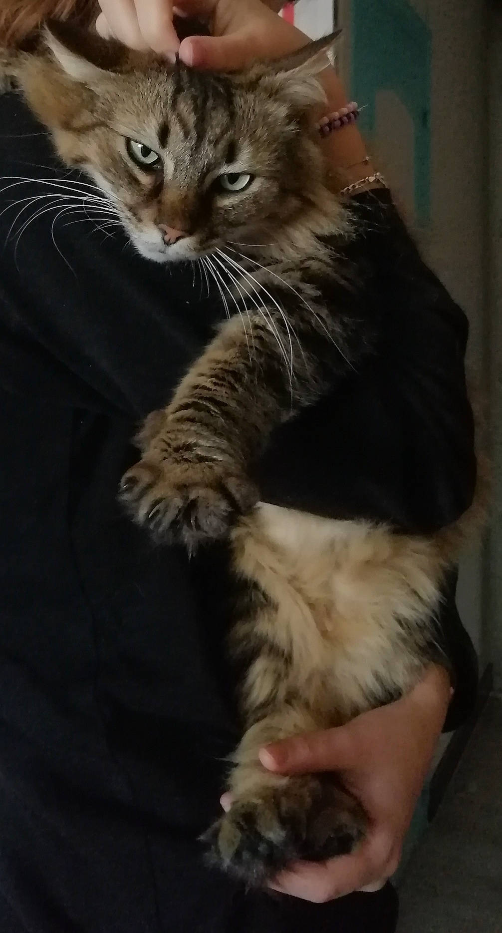 Zazou a rejoint le concours — aidez-le/la à gagner de superbes lots ! carnivore, cat, claw, comfort, domestic_short_haired_cat, fawn, felidae, foot, fur, gesture, paw, small_to_medium_sized_cats, snout, tail, terrestrial_animal, whiskers, wildlife