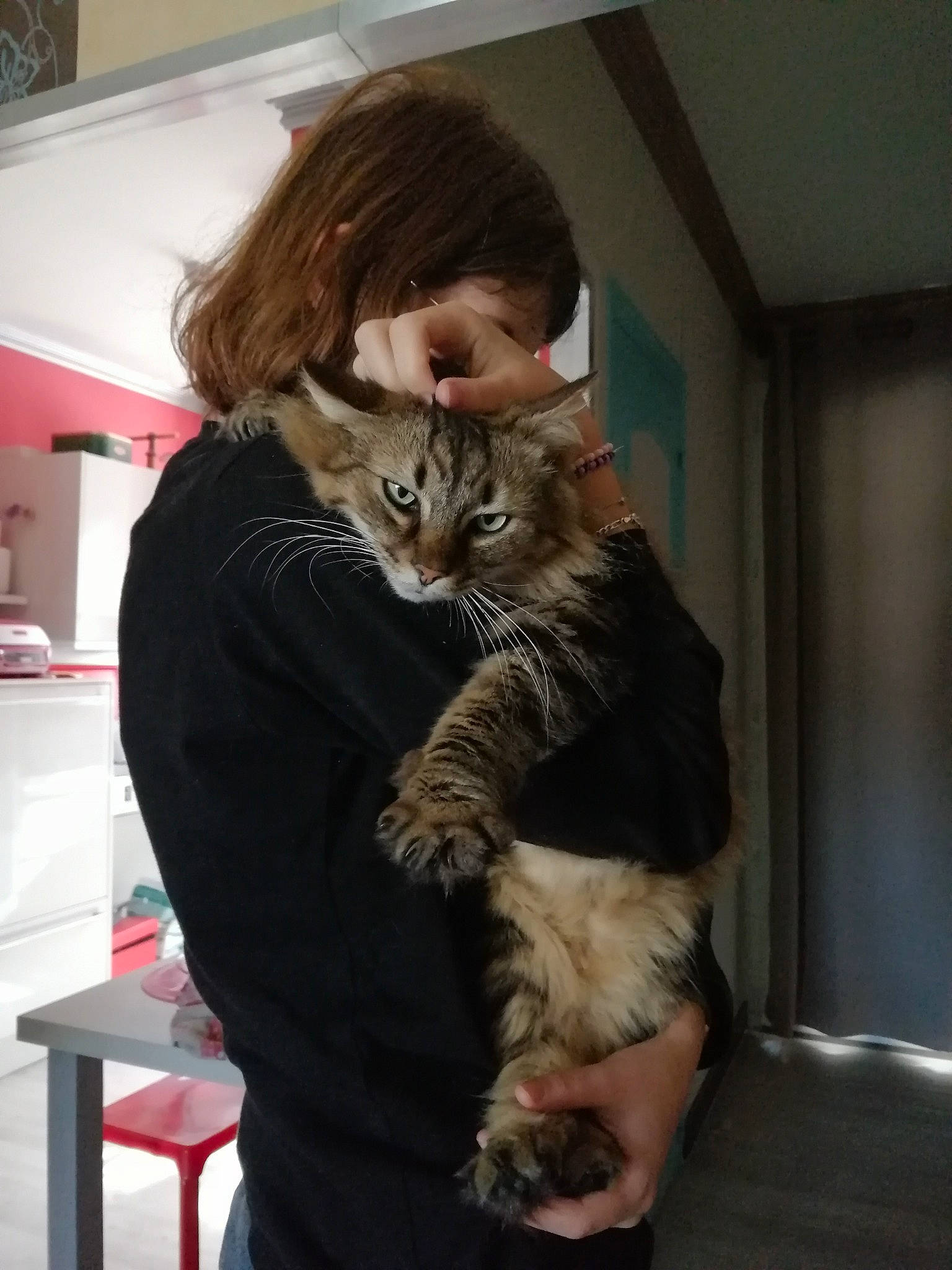 Zazou a rejoint le concours — aidez-le/la à gagner de superbes lots ! carnivore, cat, claw, comfort, companion_dog, domestic_short_haired_cat, ear, fawn, felidae, fur, gesture, hug, lap, sitting, small_to_medium_sized_cats, whiskers