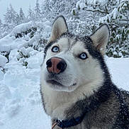Vaso a rejoint le concours — aidez-le/la à gagner de superbes lots ! animal, blue_eyes, canine, cold, collar, dog, forest, fur, husky, landscape, muzzle, nature, outdoor, pet, portrait, snow, snowflakes, tree, winter, winter_climate