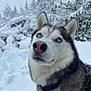 animal, blue_eyes, canine, cold, collar, dog, forest, fur, husky, landscape, muzzle, nature, outdoor, pet, portrait, snow, snowflakes, tree, winter, winter_climate