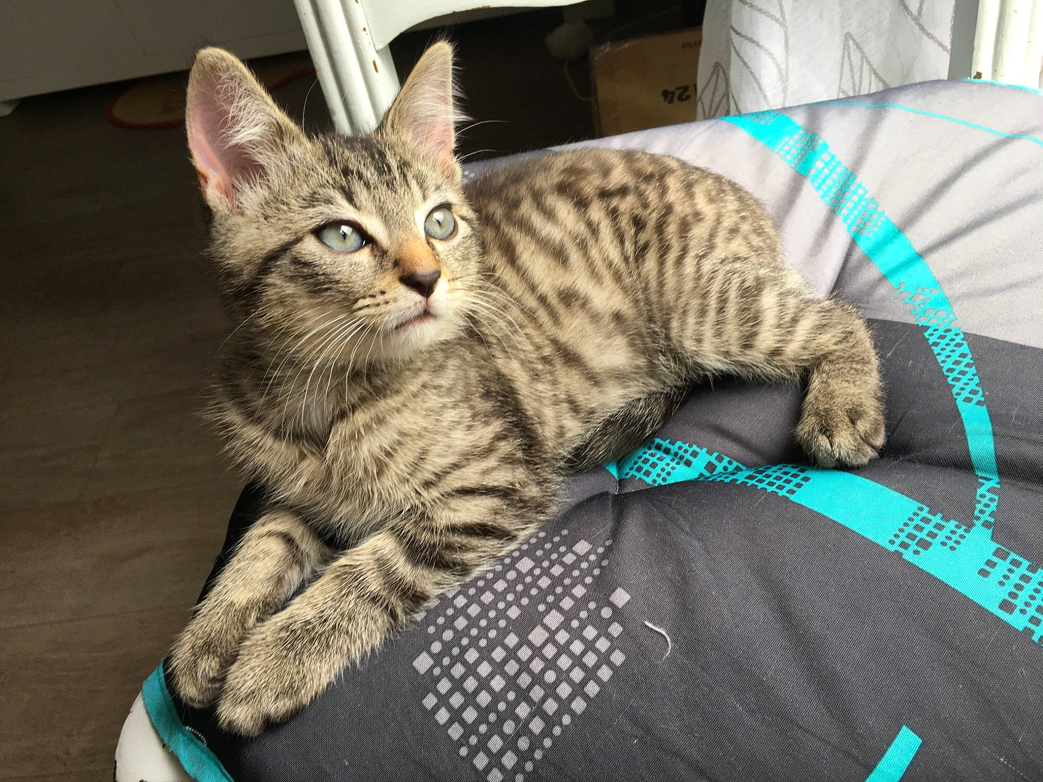 Marvin participe au concours pour gagner de l'argent avec cette photo : american_shorthair, arabian_mau, asian, australian_mist, california_spangled, carnivore, cat, domestic_short_haired_cat, dragon_li, egyptian_mau, european_shorthair, felidae, kitten, mammal, ocicat, pixie_bob, small_to_medium_sized_cats, tabby_cat, vertebrate, whiskers