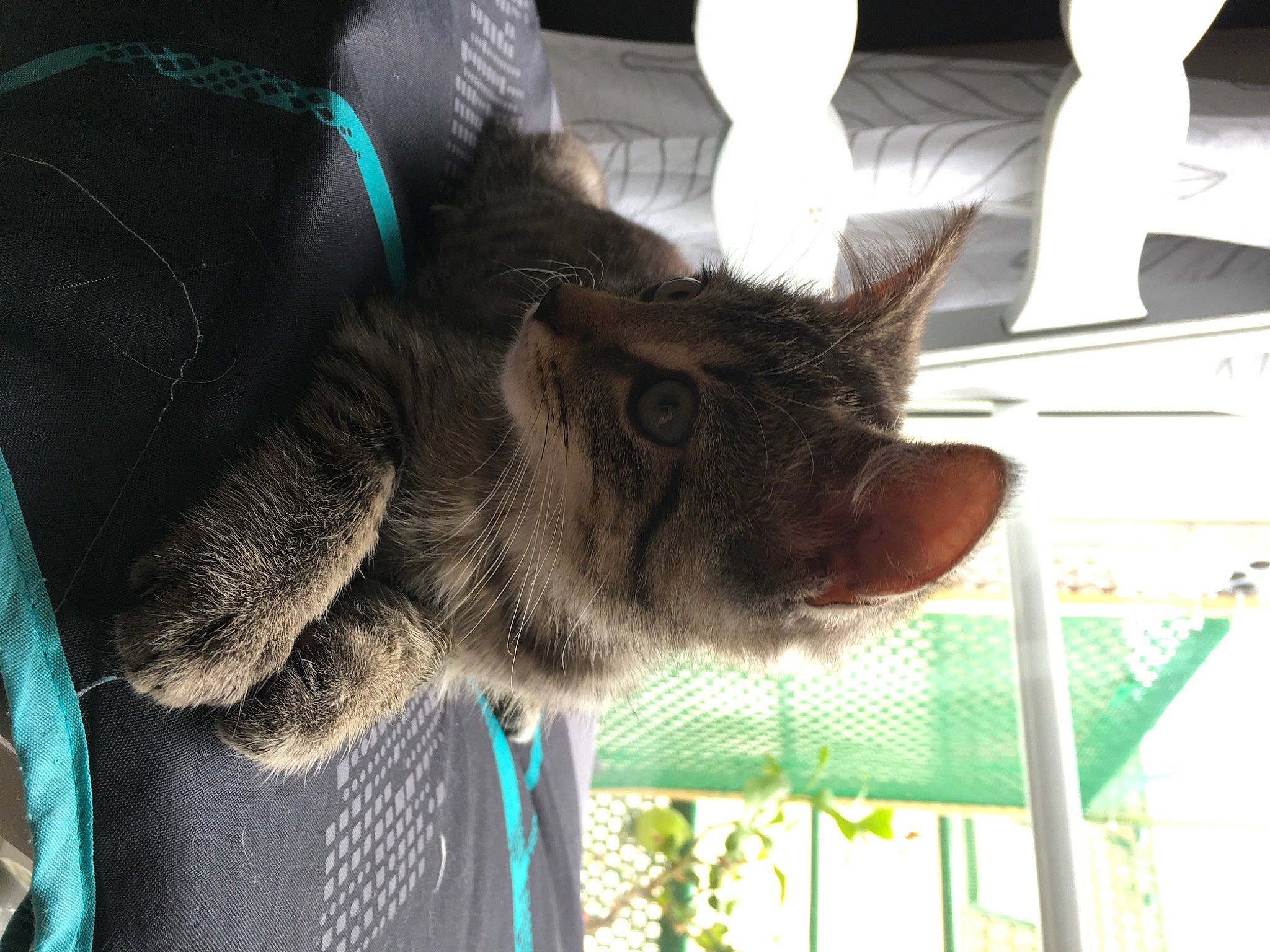 Marvin participe au concours pour gagner de l'argent avec cette photo : black_cat, carnivore, cat, domestic_short_haired_cat, ear, felidae, fur, korat, mammal, nebelung, russian_blue, small_to_medium_sized_cats, snout, whiskers