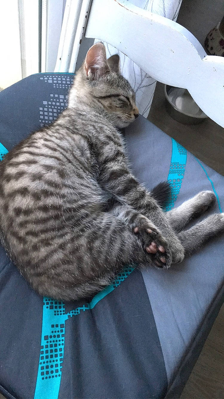 Marvin a rejoint le concours — aidez-le/la à gagner de superbes lots ! american_shorthair, asian, british_shorthair, california_spangled, carnivore, cat, domestic_short_haired_cat, dragon_li, egyptian_mau, european_shorthair, fawn, felidae, ocicat, pixie_bob, small_to_medium_sized_cats, tabby_cat, tail, whiskers