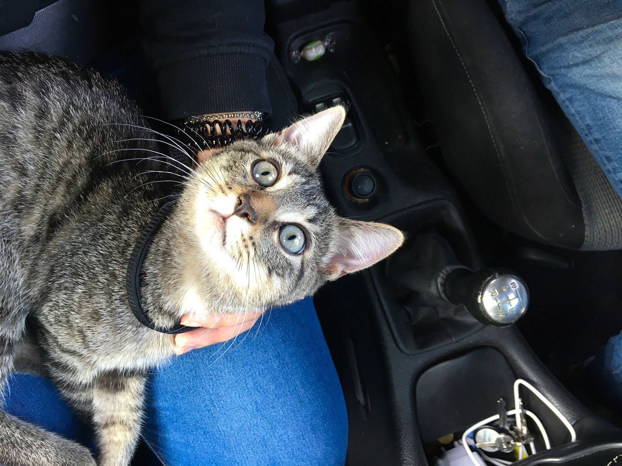 Marvin a rejoint le concours — aidez-le/la à gagner de superbes lots ! asian, carnivore, cat, claw, domestic_short_haired_cat, dragon_li, european_shorthair, felidae, german_rex, small_to_medium_sized_cats, snout, tabby_cat, whiskers