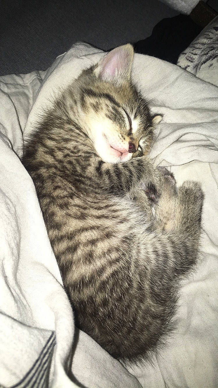 Marvin a rejoint le concours — aidez-le/la à gagner de superbes lots ! american_shorthair, asian, california_spangled, carnivore, cat, domestic_short_haired_cat, dragon_li, ear, egyptian_mau, european_shorthair, felidae, fur, kitten, nap, pixie_bob, sleep, small_to_medium_sized_cats, tabby_cat, tail, whiskers