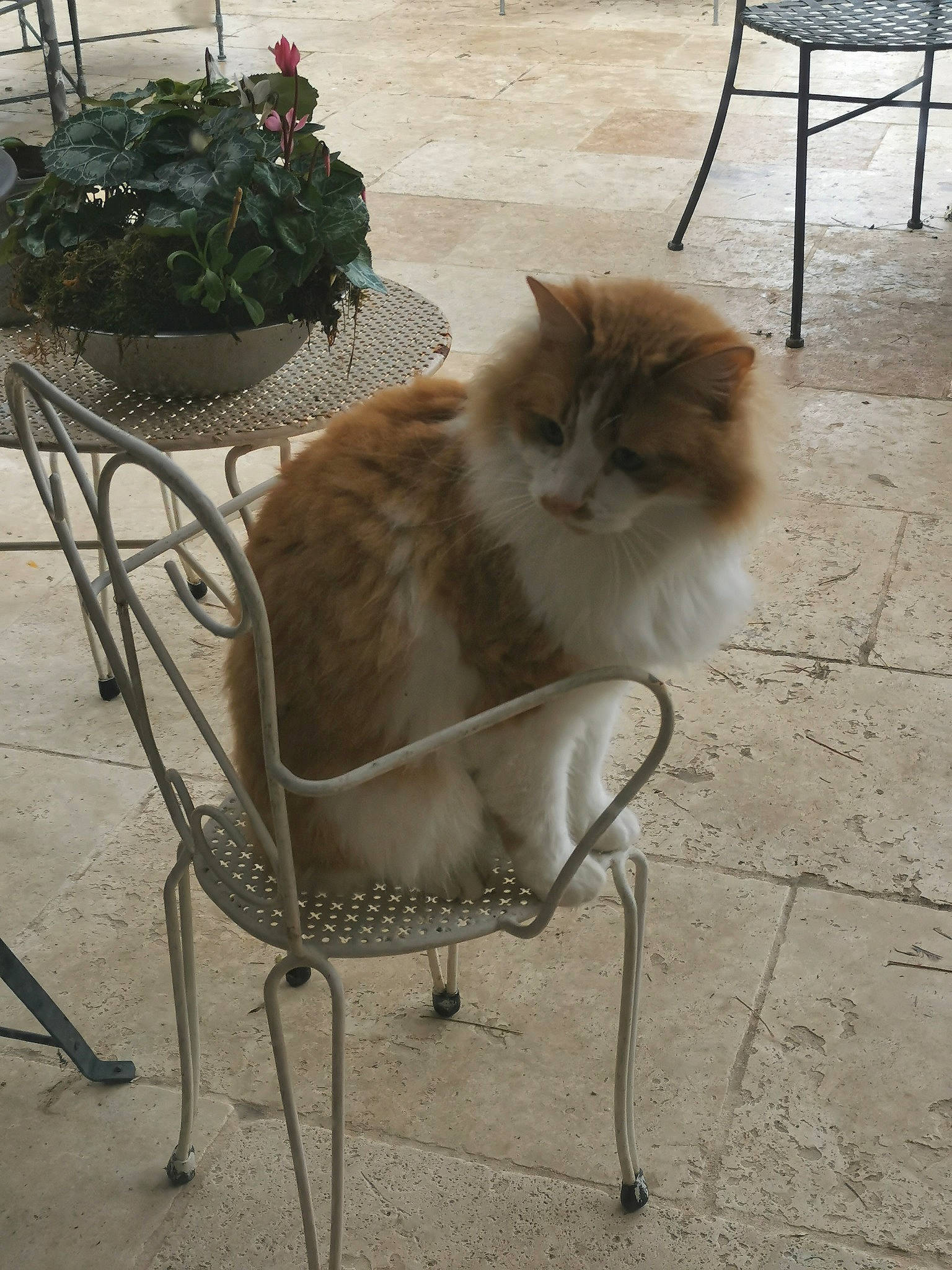 Zozotte participe au concours pour gagner de l'argent avec cette photo : carnivore, cat, chair, companion_dog, fawn, felidae, floor, flooring, flower, flowerpot, hardwood, houseplant, outdoor_furniture, plant, road_surface, sidewalk, small_to_medium_sized_cats, tail, whiskers, wood