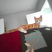 Mylène participe au concours pour gagner de l'argent avec cette photo : kitten, cat, orange_cat, white_cat, feline, indoor, couch, furniture, pattern, door, wall, pet, animal, relaxed, curious, home, living_room, cute, young_cat, resting