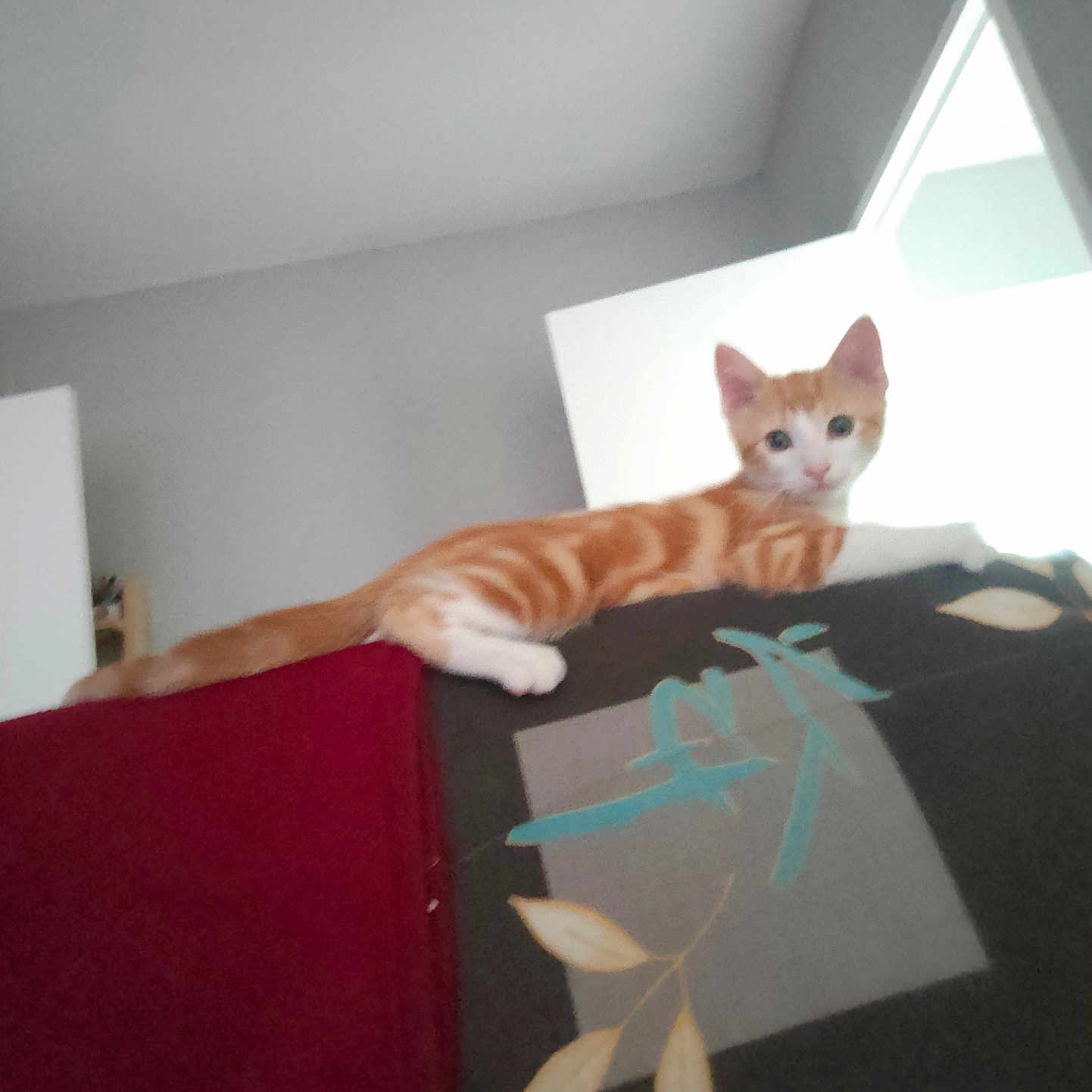 Mylène participe au concours pour gagner de l'argent avec cette photo : animal, cat, couch, curious, cute, door, feline, furniture, home, indoor, kitten, living_room, orange_cat, pattern, pet, relaxed, resting, wall, white_cat, young_cat