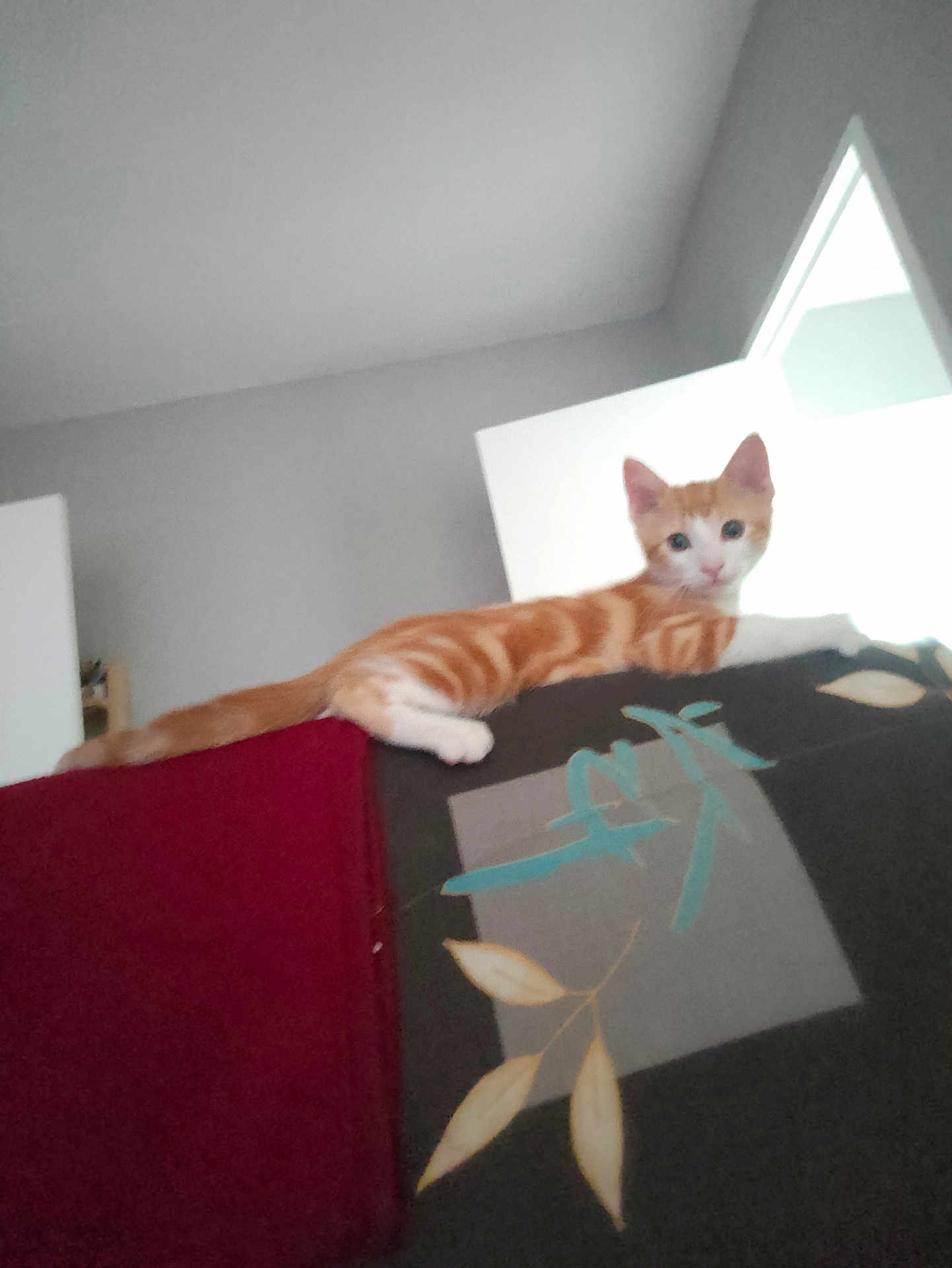 Mylène participe au concours pour gagner de l'argent avec cette photo : kitten, cat, orange_cat, white_cat, feline, indoor, couch, furniture, pattern, door, wall, pet, animal, relaxed, curious, home, living_room, cute, young_cat, resting