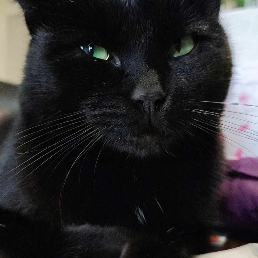 Shadow participe au concours pour gagner de l'argent avec cette photo : animal, black_cat, cat, close_up, cute, domestic_cat, face, feline, fur, green_eyes, indoor, paper, paw, pet, portrait, relaxed, resting, table, whiskers, wooden_surface