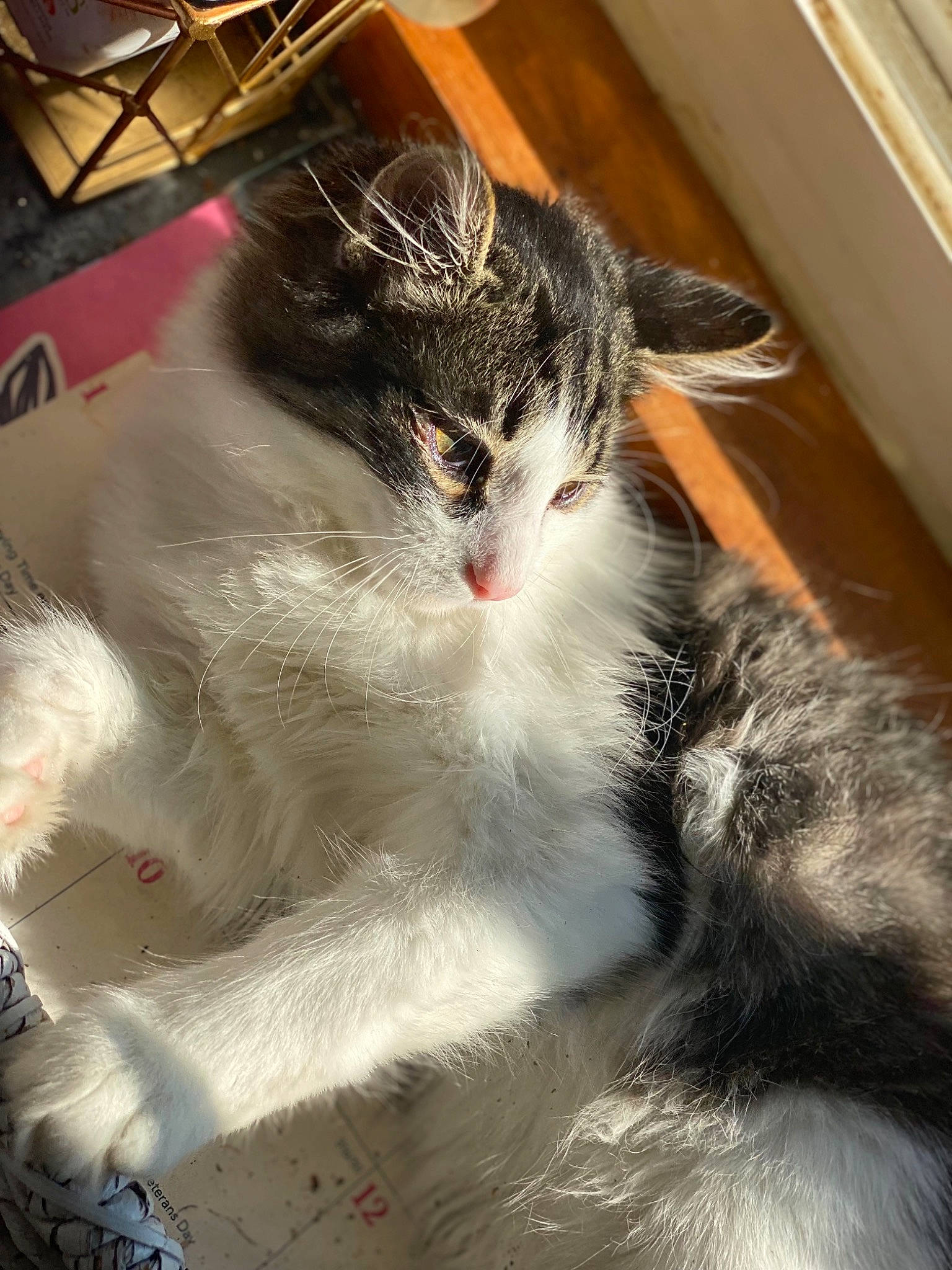 Oliver is registered to the contest to win money with this photo: carnivore, cat, claw, domestic_short_haired_cat, felidae, foot, fur, paw, plant, small_to_medium_sized_cats, snout, tail, whiskers, window