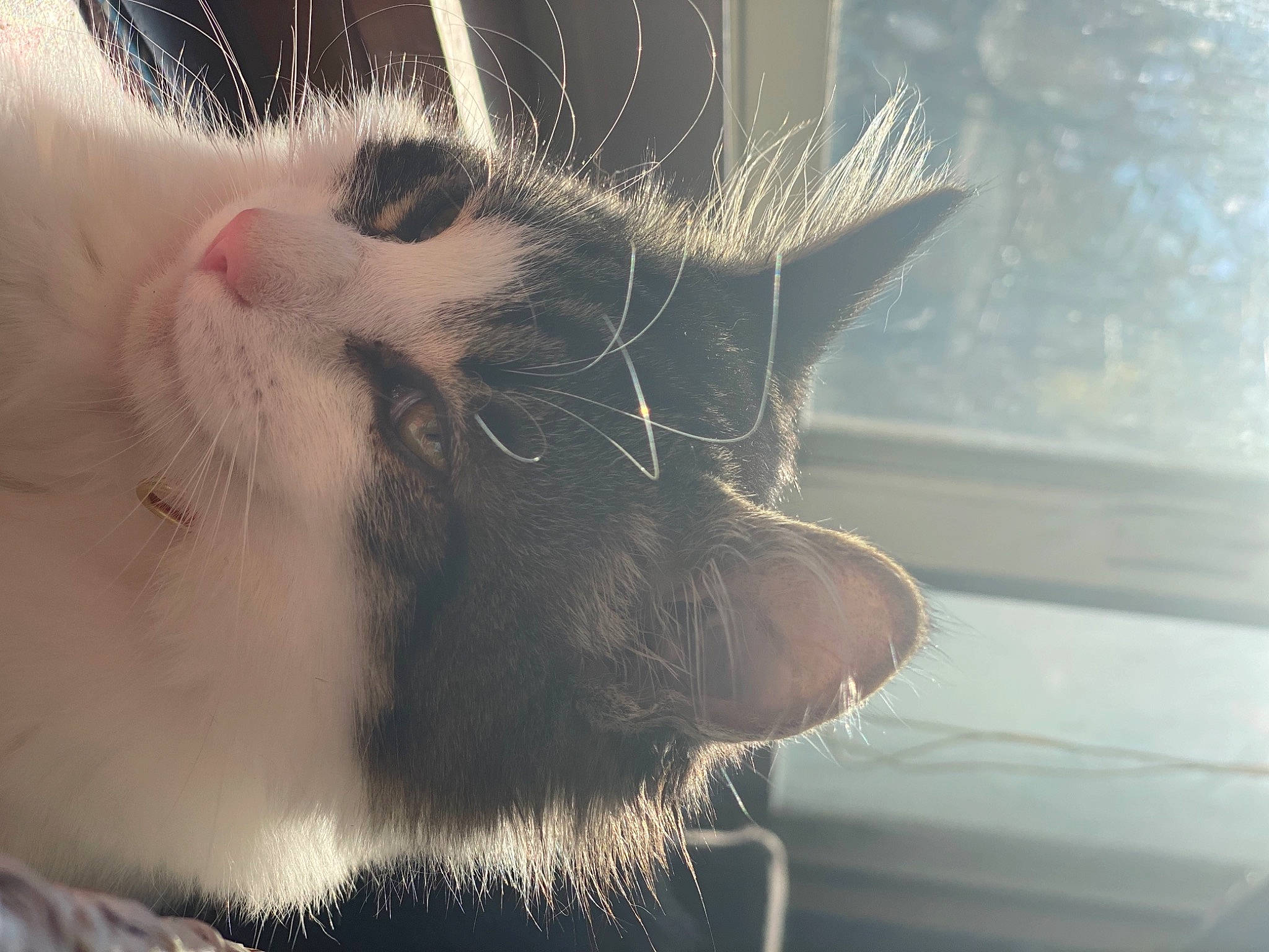 Oliver is registered to the contest to win money with this photo: beard, carnivore, cat, claw, domestic_short_haired_cat, eyelash, facial_hair, fawn, felidae, fur, gesture, iris, moustache, paw, small_to_medium_sized_cats, snout, sunlight, tail, whiskers, window
