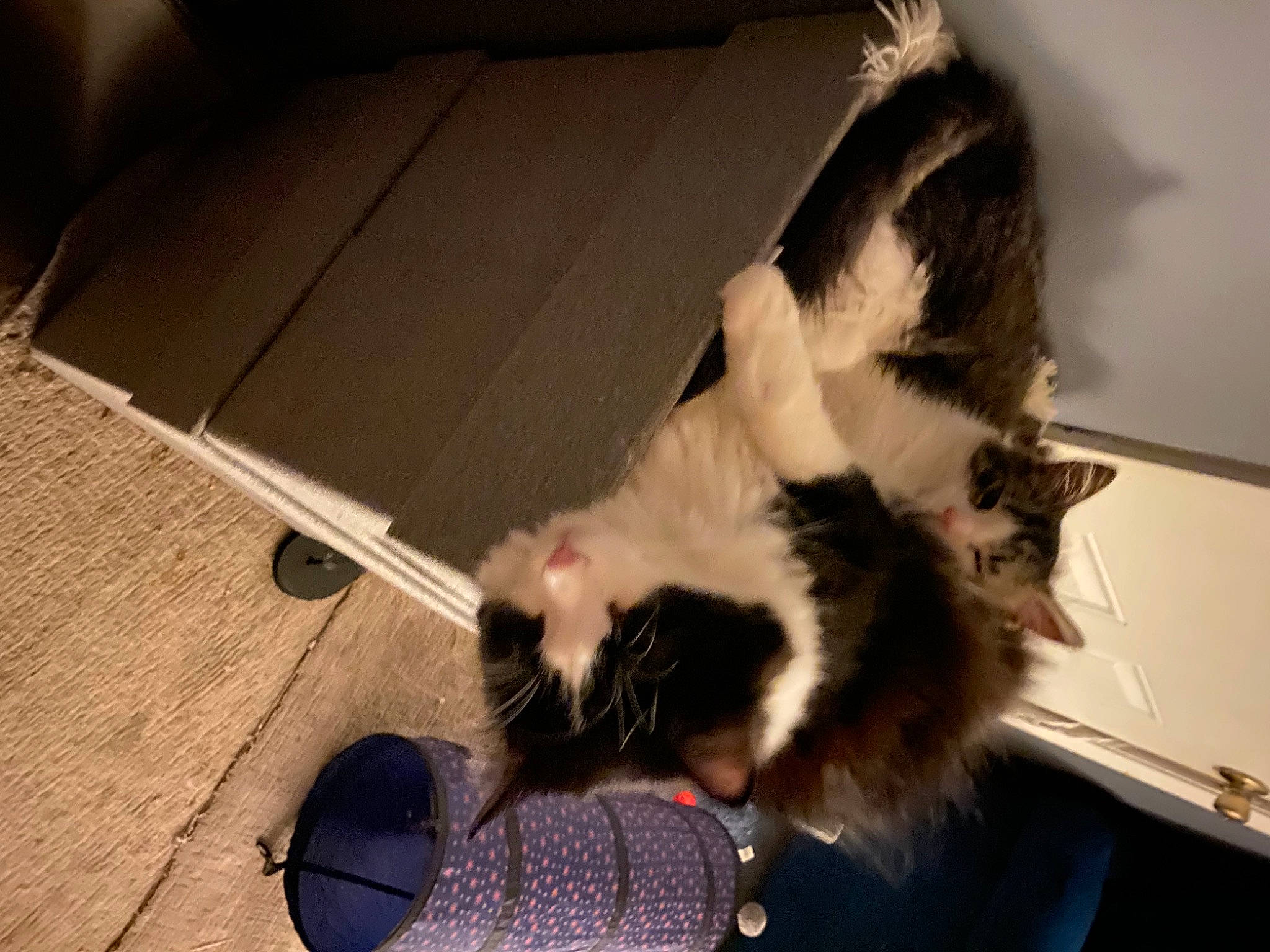 Oliver joined the competition — help win amazing prizes! box, canidae, cardboard, carnivore, cat, claw, comfort, companion_dog, dog_breed, domestic_short_haired_cat, felidae, flooring, fur, hardwood, lap, paw, small_to_medium_sized_cats, tail, whiskers, wood