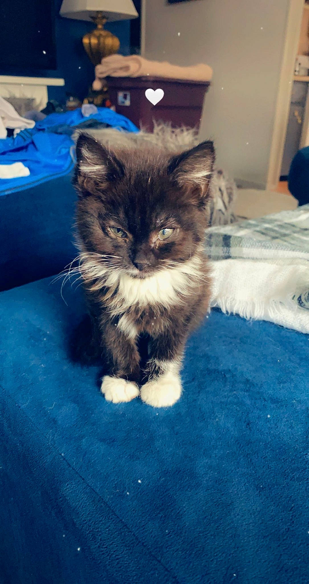 Sage joined the competition — help win amazing prizes! box, british_longhair, carnivore, cat, claw, cloud, domestic_short_haired_cat, electric_blue, eye, felidae, flooring, fur, paw, plant, sitting, small_to_medium_sized_cats, snout, tail, whiskers, window