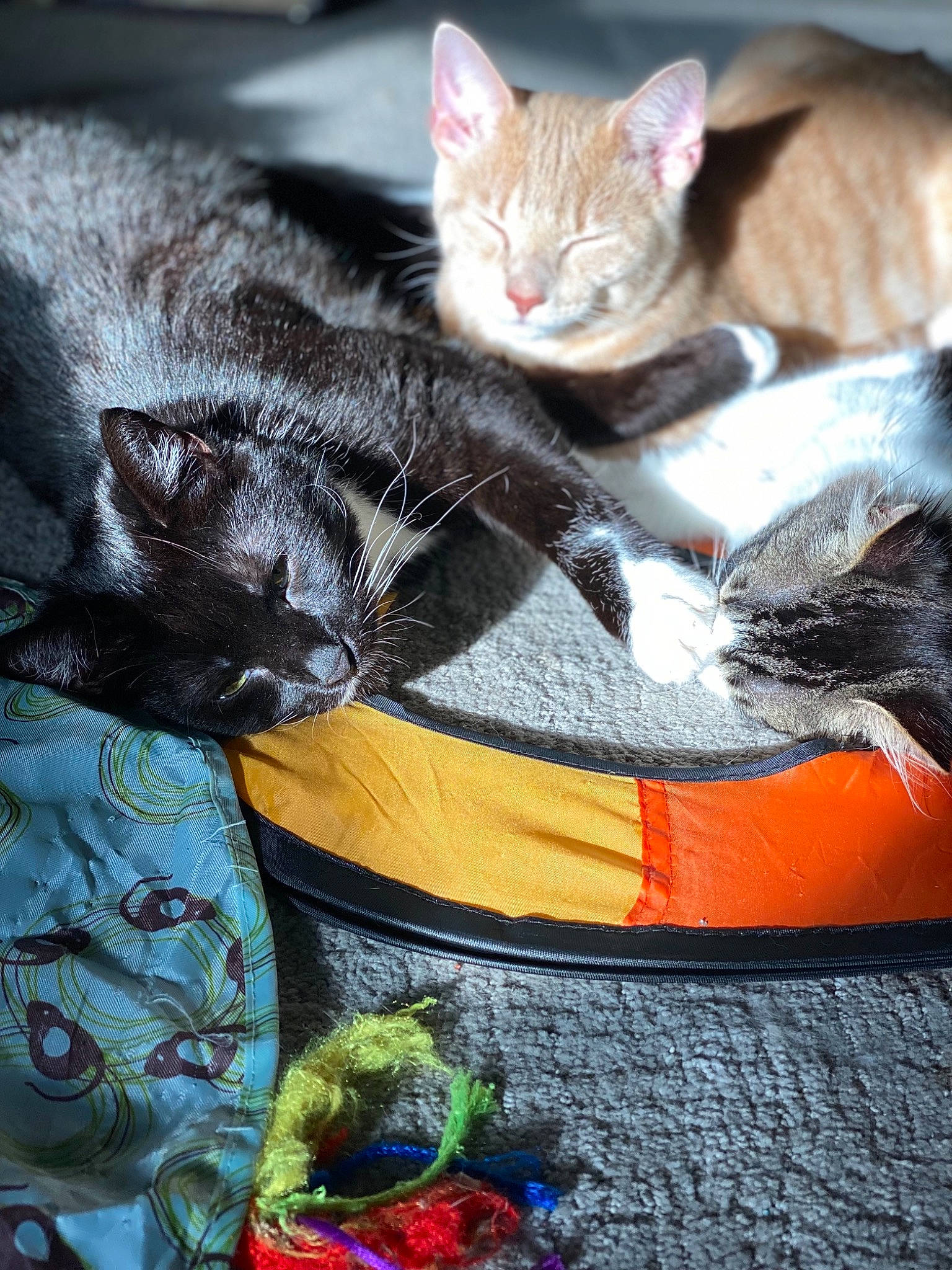 Sage joined the competition — help win amazing prizes! carnivore, cat, claw, comfort, domestic_short_haired_cat, fawn, felidae, foot, fur, grey, human_leg, lap, mammal, paw, sitting, small_to_medium_sized_cats, snout, tail, textile, whiskers