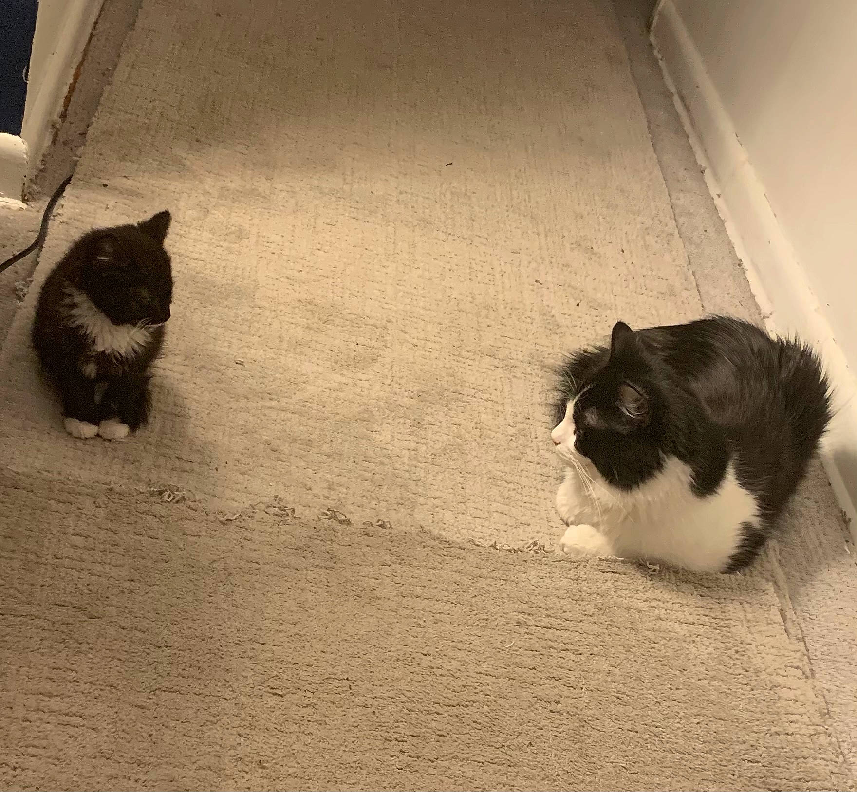 Sage joined the competition — help win amazing prizes! automotive_tire, black, carnivore, cat, comfort, eye, felidae, floor, flooring, grass, grey, mammal, small_to_medium_sized_cats, snout, tail, tints_and_shades, vertebrate, whiskers, window, wood