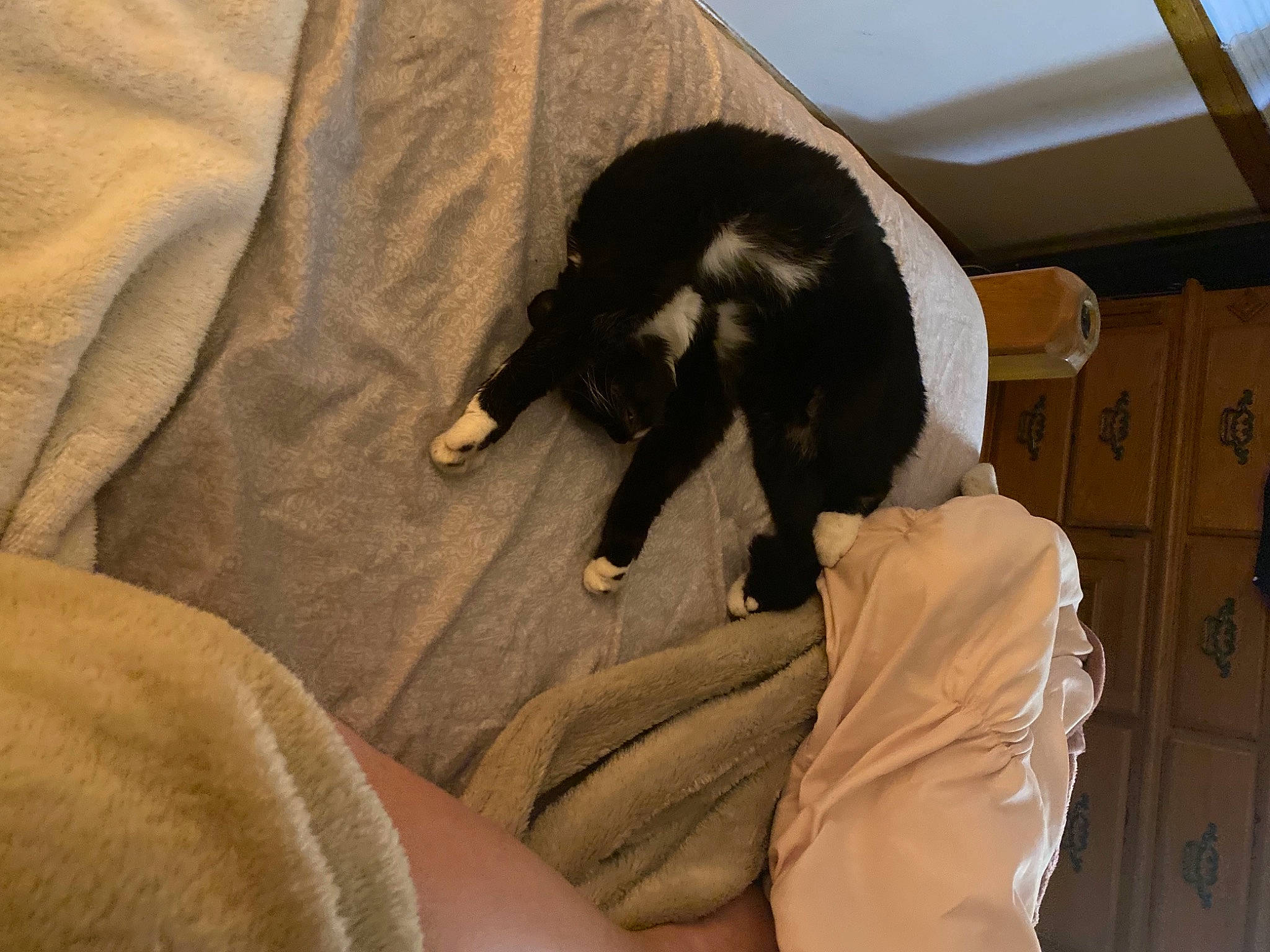 Sage is registered to the contest to win money with this photo: canidae, carnivore, carton, cat, comfort, companion_dog, dog_breed, fawn, felidae, fur, gesture, human_leg, linens, shipping_box, small_to_medium_sized_cats, snout, sporting_group, tail, terrestrial_animal, wrist