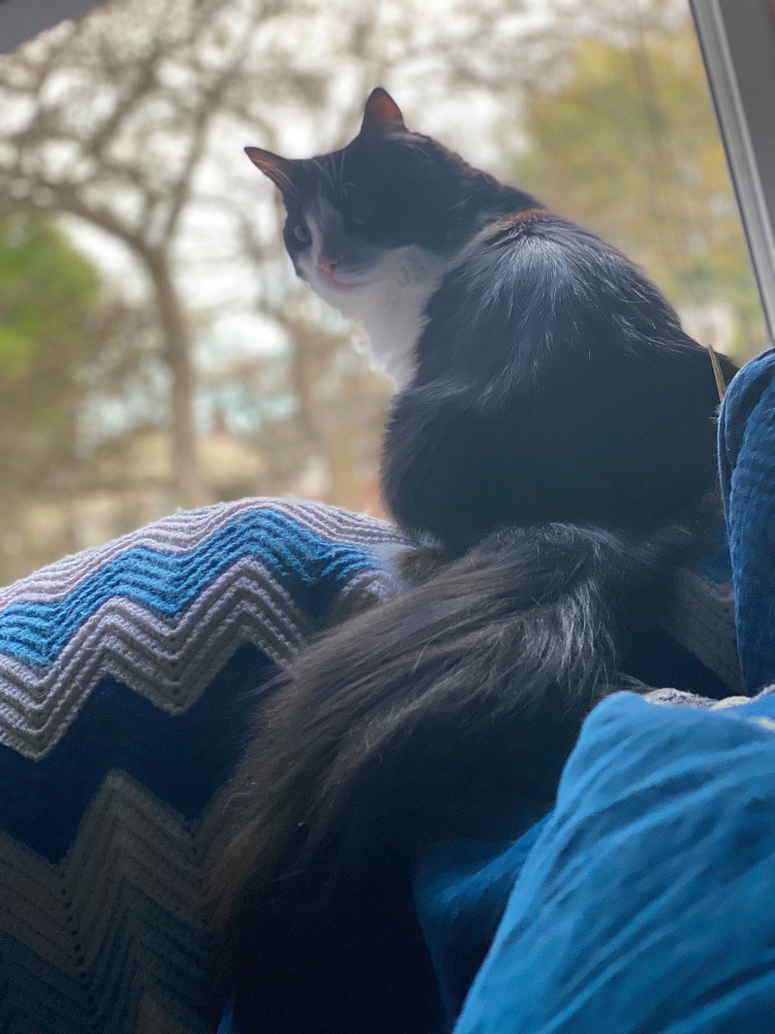 Kash is registered to the contest to win money with this photo: carnivore, cat, comfort, domestic_short_haired_cat, electric_blue, eye, fawn, felidae, fur, grass, grey, sitting, small_to_medium_sized_cats, snout, sunlight, tail, tints_and_shades, tree, whiskers, window