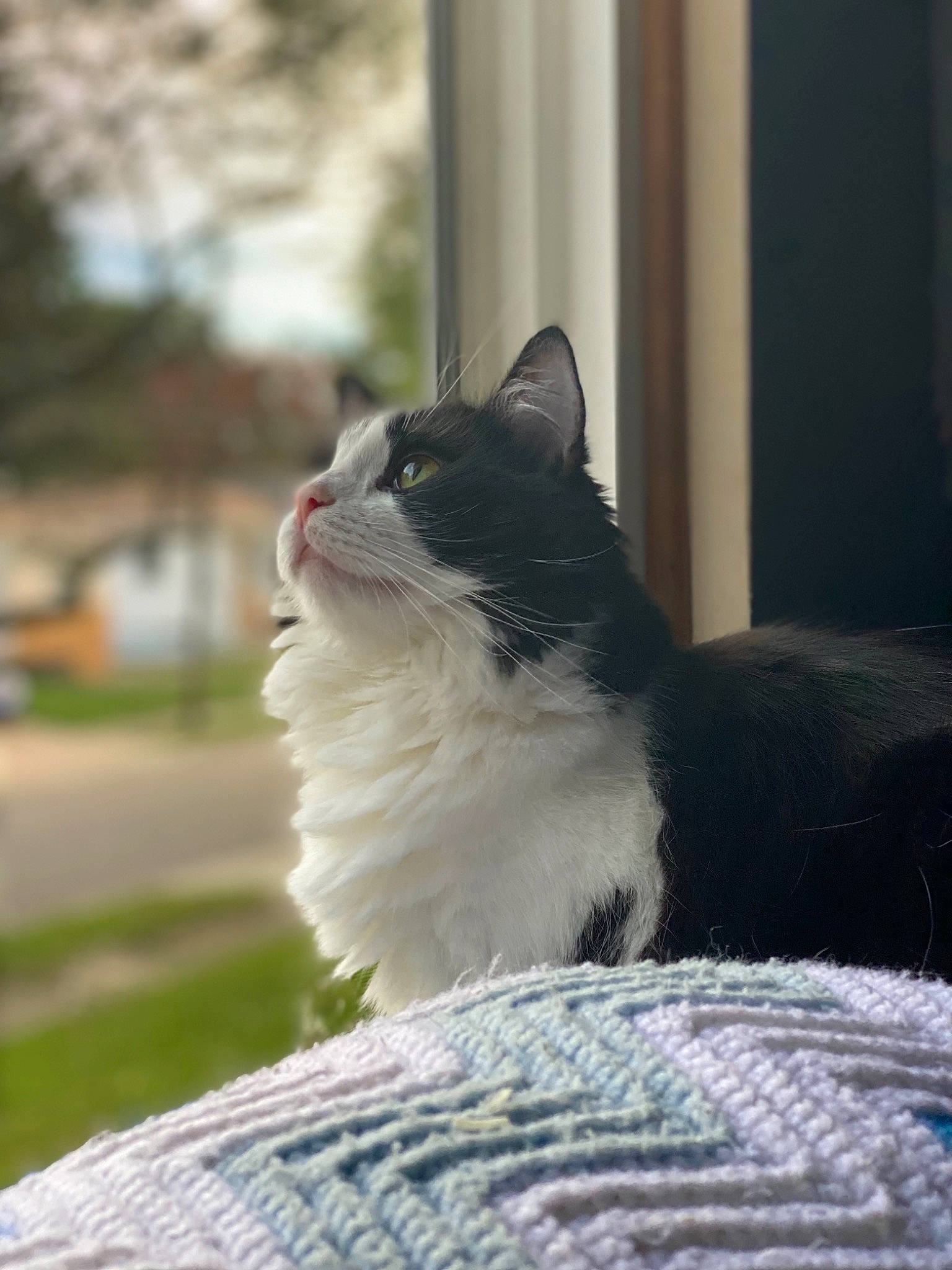 Kash joined the competition — help win amazing prizes! automotive_tire, carnivore, cat, domestic_short_haired_cat, felidae, formal_wear, fur, grass, grey, monochrome_photography, plant, sitting, small_to_medium_sized_cats, snout, tail, tints_and_shades, water, whiskers, window, wood