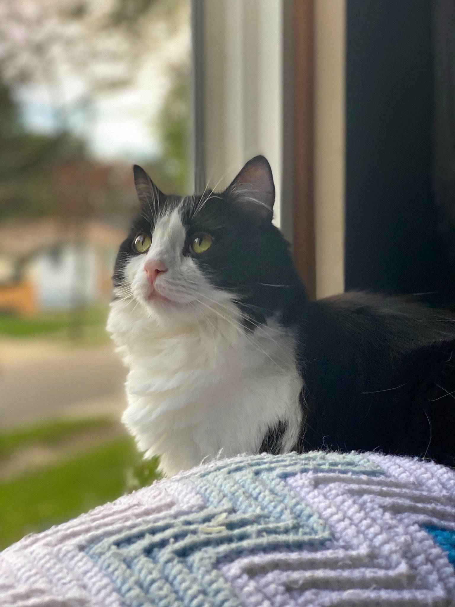 Kash joined the competition — help win amazing prizes! carnivore, cat, domestic_short_haired_cat, felidae, formal_wear, fur, grass, monochrome_photography, plant, sitting, small_to_medium_sized_cats, snout, tail, tree, whiskers, wildlife, window, wood