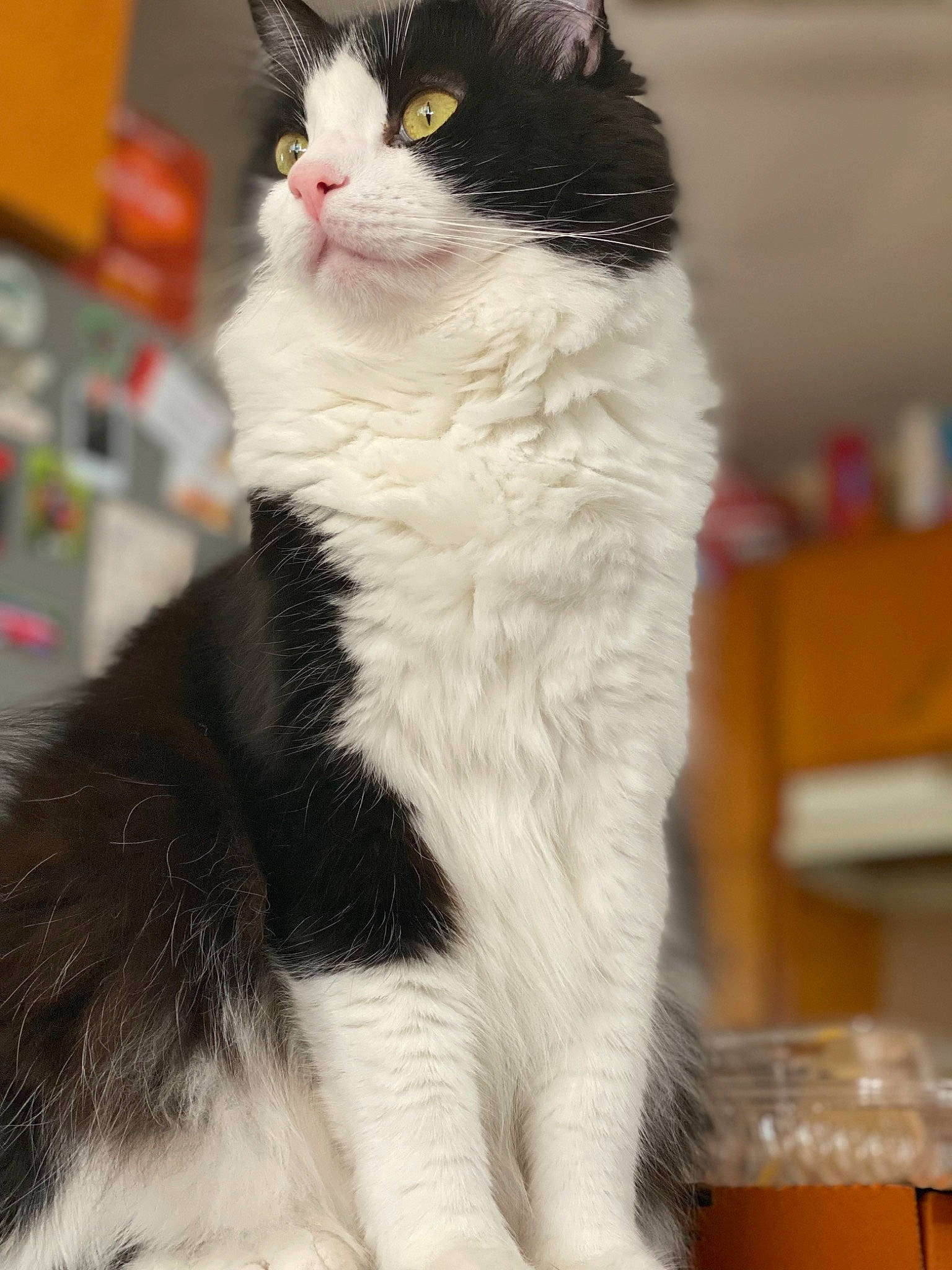 Kash joined the competition — help win amazing prizes! carnivore, cat, cat_furniture, claw, domestic_short_haired_cat, eye, felidae, foot, formal_wear, fur, human_leg, paw, sitting, small_to_medium_sized_cats, snout, tail, tree, whiskers