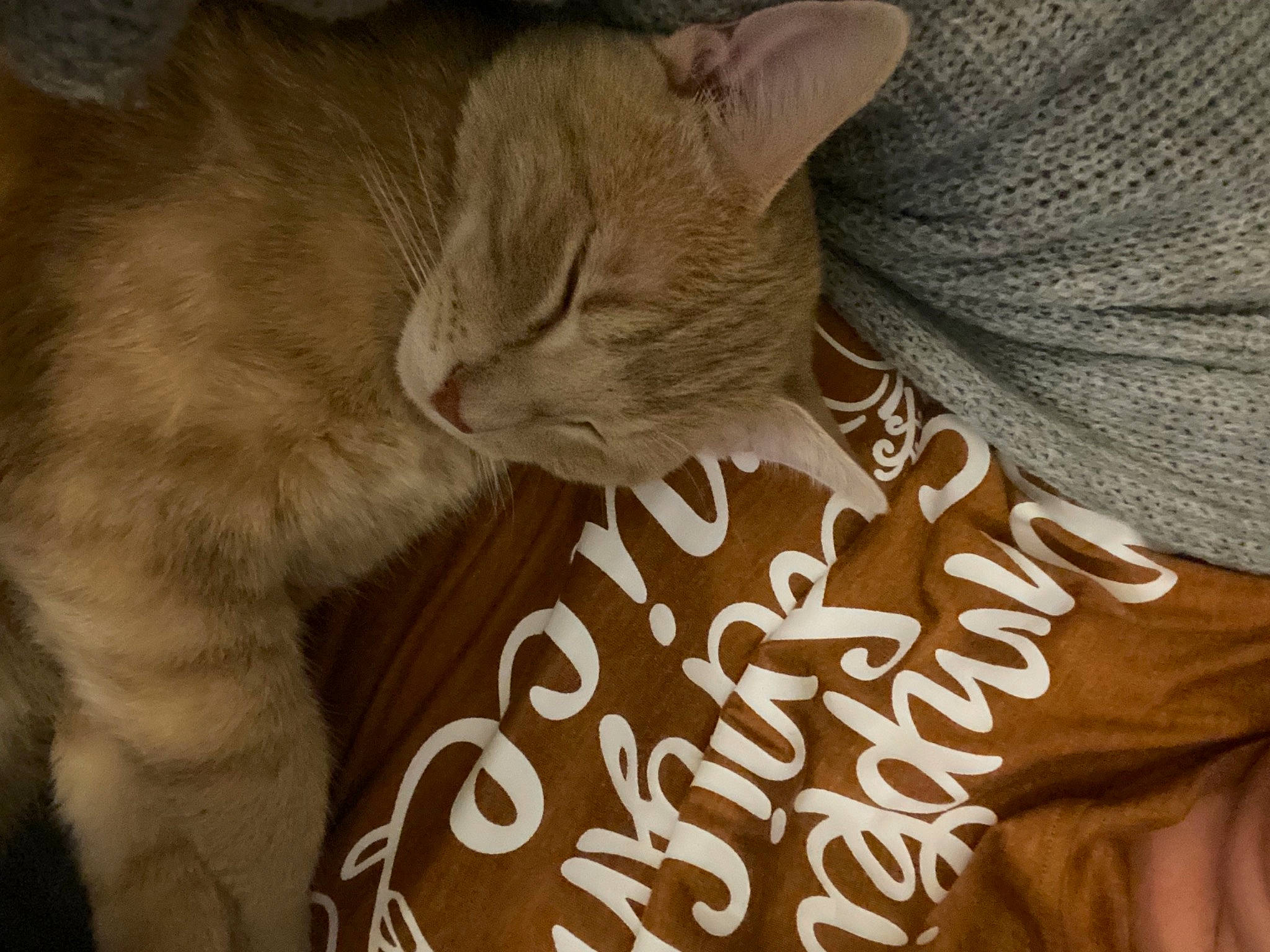 Chong joined the competition — help win amazing prizes! carnivore, cat, comfort, domestic_short_haired_cat, ear, fawn, felidae, font, fur, gesture, linens, nail, nap, paw, small_to_medium_sized_cats, snout, t_shirt, tail, whiskers, wood