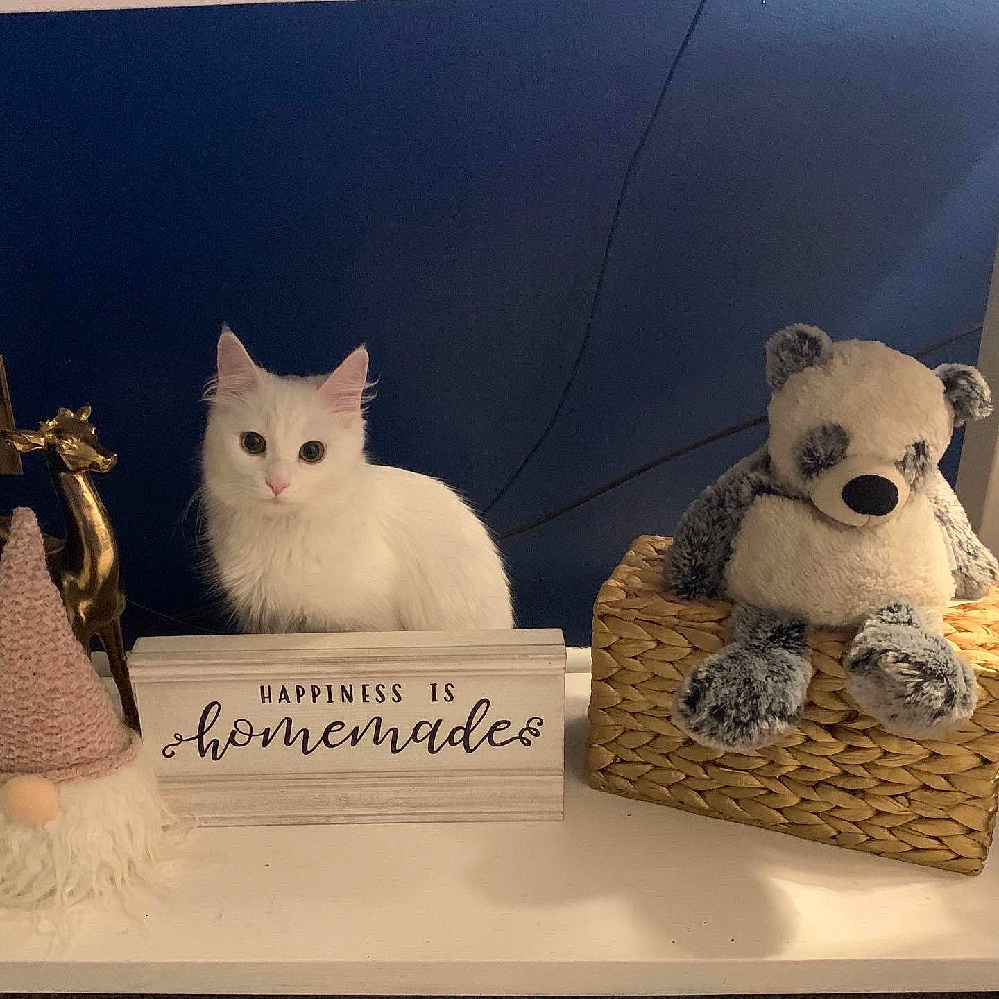 Luna is registered to the contest to win money with this photo: art, carnivore, cat, creative_arts, felidae, font, fur, photo_caption, rectangle, room, shelf, small_to_medium_sized_cats, snout, tail, teddy_bear, toy, visual_arts, whiskers, white, wood