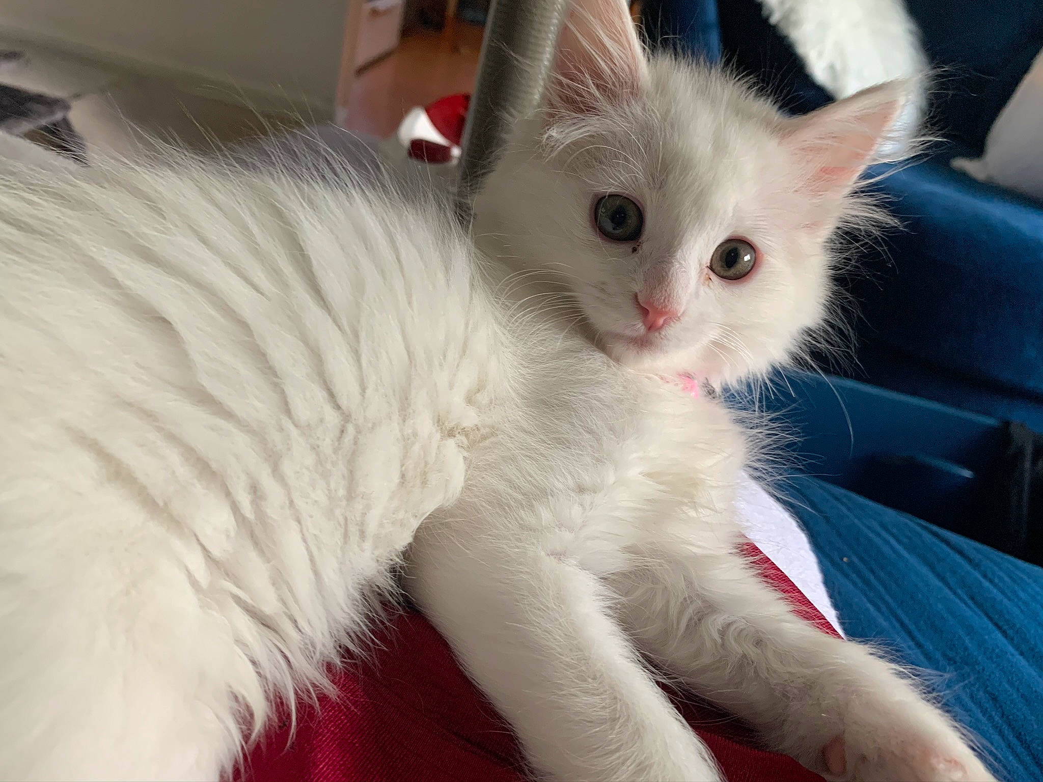 Luna joined the competition — help win amazing prizes! carnivore, cat, claw, comfort, domestic_short_haired_cat, eye, fawn, felidae, fur, paw, small_to_medium_sized_cats, snout, tail, whiskers