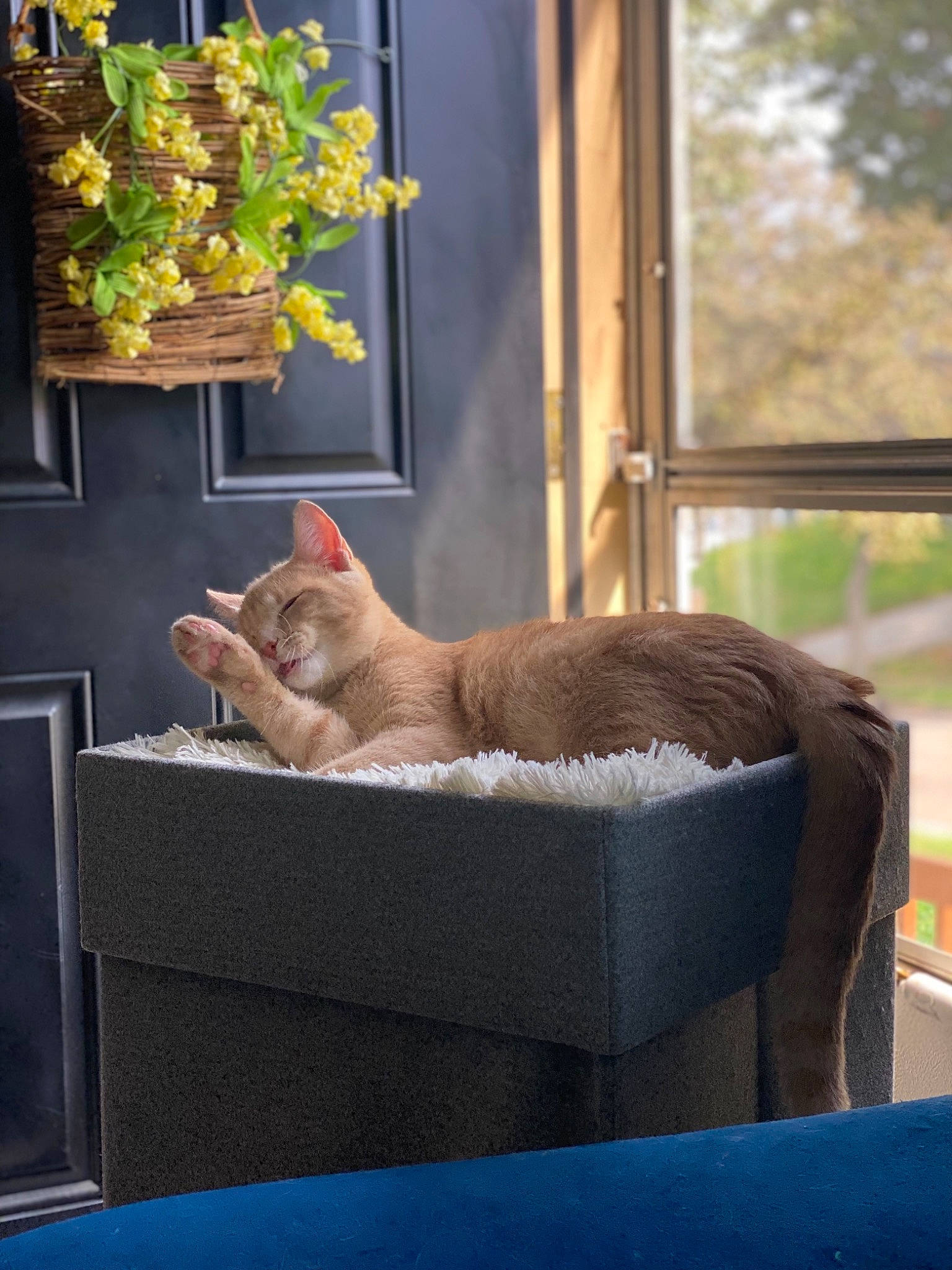 Cheech is registered to the contest to win money with this photo: carnivore, cat, comfort, domestic_short_haired_cat, fawn, felidae, flowerpot, fruit, grass, house, houseplant, outdoor_furniture, plant, shade, small_to_medium_sized_cats, tail, tree, whiskers, window, wood