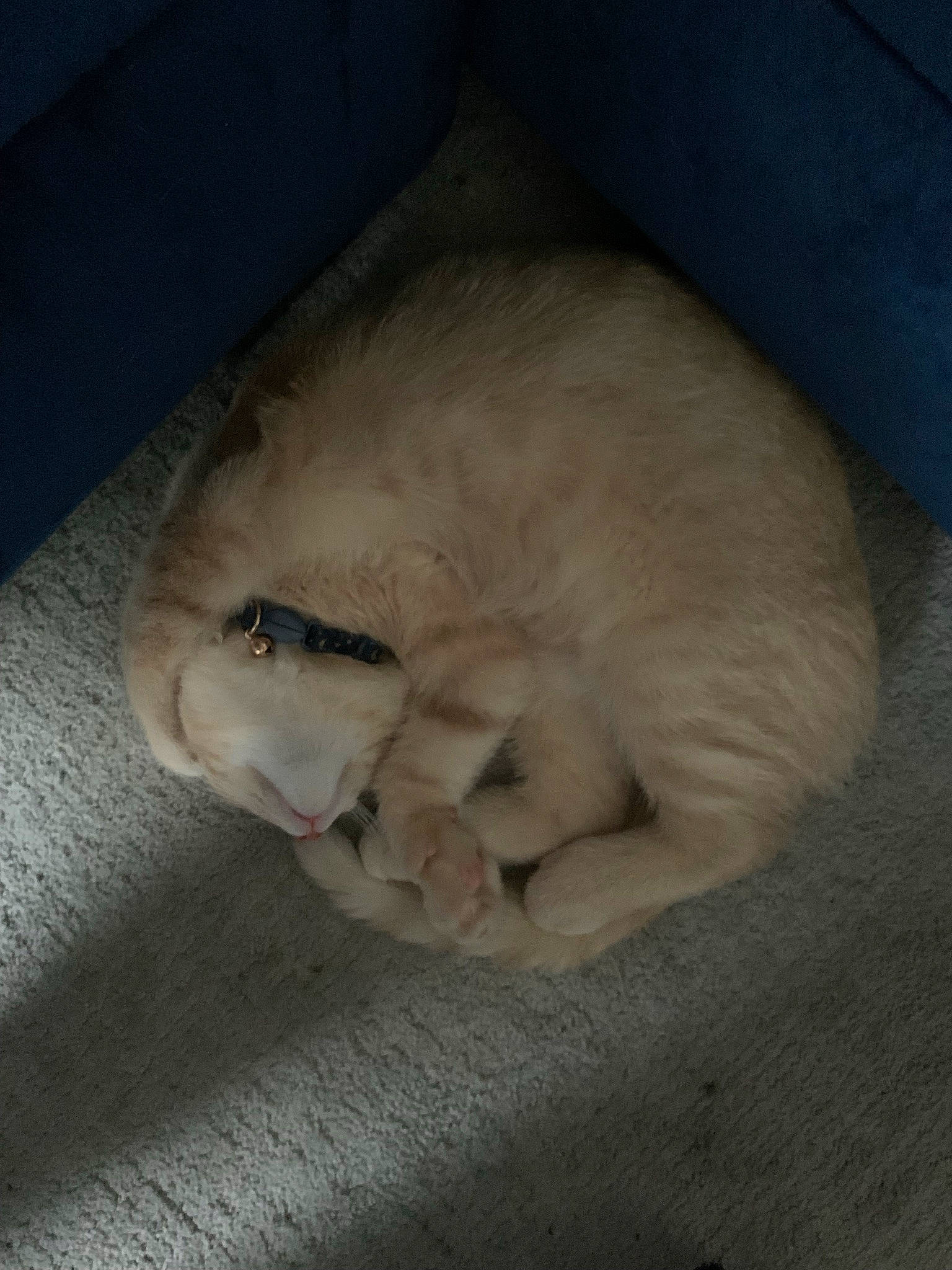 Cheech is registered to the contest to win money with this photo: carnivore, cat, claw, comfort, companion_dog, dog_breed, domestic_short_haired_cat, ear, fawn, felidae, flooring, fur, nap, paw, small_to_medium_sized_cats, snout, sporting_group, tail, terrestrial_animal, whiskers