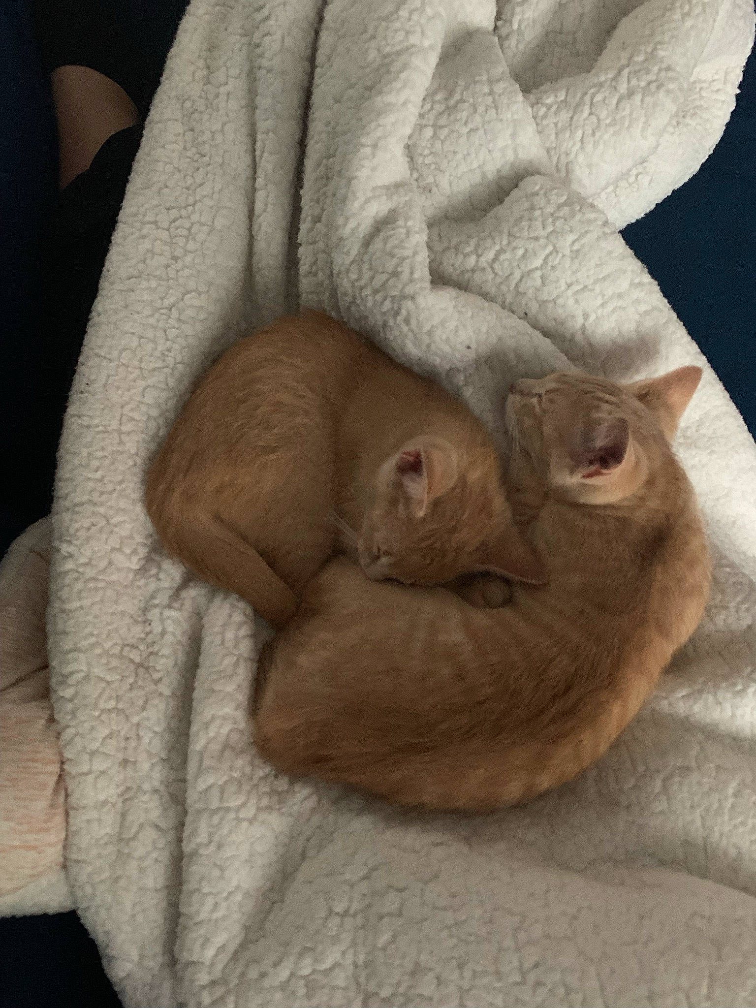 Cheech is registered to the contest to win money with this photo: carnivore, cat, comfort, companion_dog, domestic_short_haired_cat, ear, fawn, felidae, finger, fur, gesture, liver, paw, small_to_medium_sized_cats, snout, sporting_group, terrestrial_animal, whiskers, wood, wrinkle