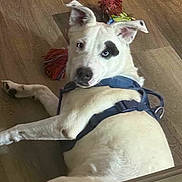 Patch is registered to the contest to win money with this photo: dog, white_dog, eye_patch, blue_harness, lying_down, floor, wooden_floor, indoor, pet, canine, pointed_ears, black_nose, brown_eyes, playful, funny, relaxed, portrait, close_up, colorful_tassels, home