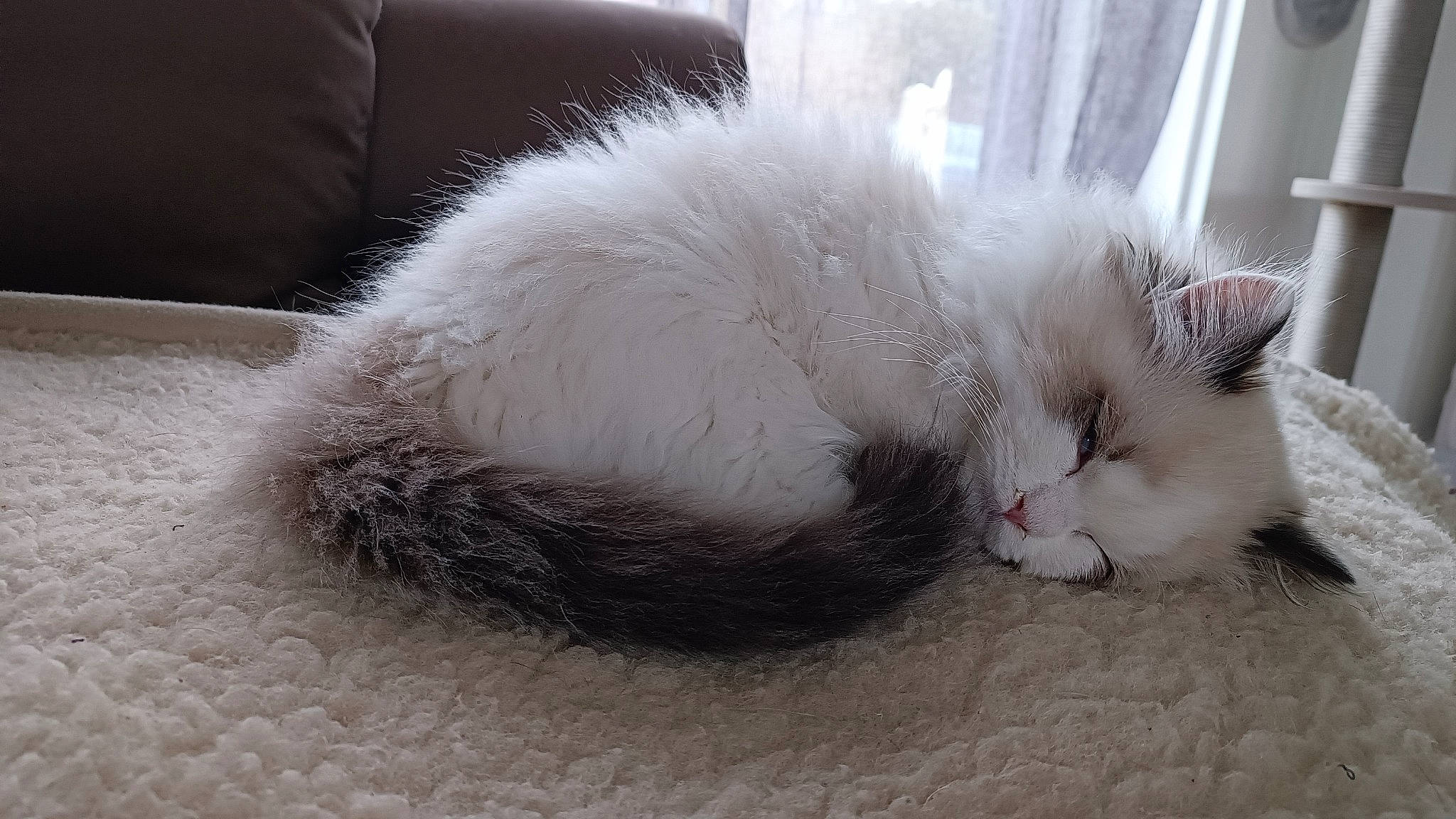 Tinou a rejoint le concours — aidez-le/la à gagner de superbes lots ! carnivore, cat, claw, comfort, curtain, domestic_short_haired_cat, felidae, fur, paw, small_to_medium_sized_cats, snout, tail, whiskers