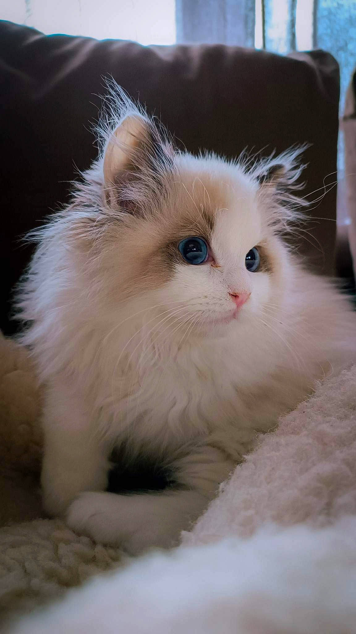 Tinou participe au concours pour gagner de l'argent avec cette photo : british_longhair, carnivore, cat, claw, fawn, felidae, fur, paw, small_to_medium_sized_cats, snout, tail, terrestrial_animal, whiskers