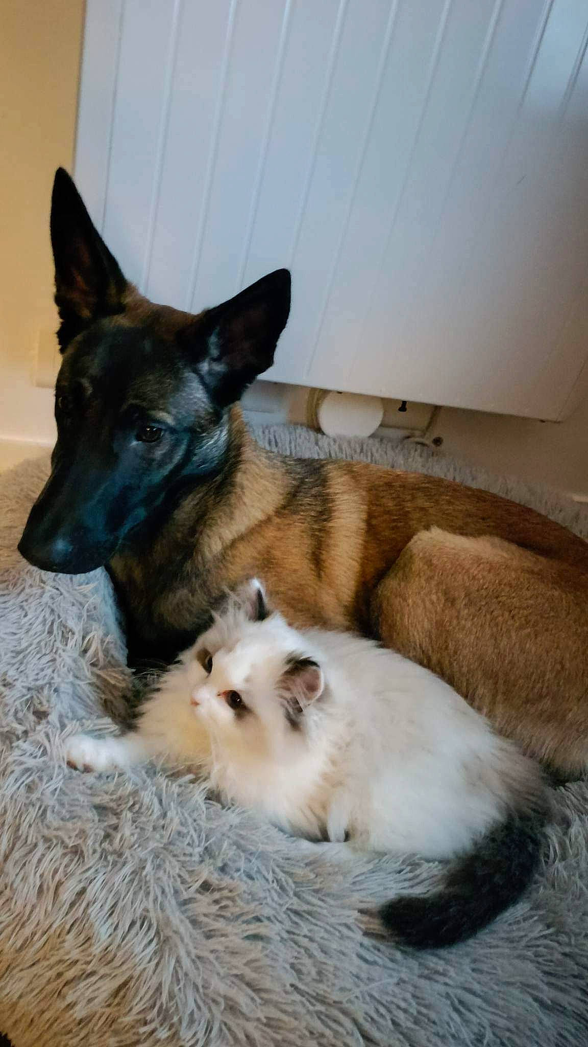 Tinou a rejoint le concours — aidez-le/la à gagner de superbes lots ! canidae, carnivore, comfort, companion_dog, dog, dog_breed, dog_supply, east_european_shepherd, fawn, felidae, fur, german_shepherd_dog, king_shepherd, mammal, old_german_shepherd_dog, paw, snout, sporting_group, terrestrial_animal, whiskers