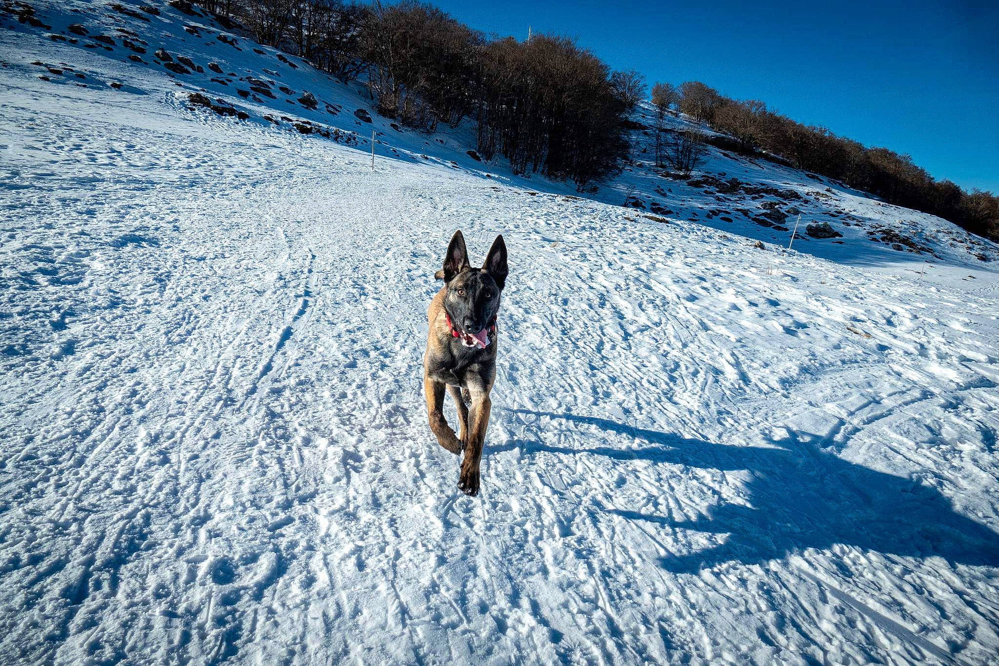 Thalya participe au concours pour gagner de l'argent avec cette photo : canidae, carnivore, dog, dog_breed, electric_blue, freezing, fun, geological_phenomenon, glacial_landform, landscape, mountain, plant, recreation, sky, slope, snow, sporting_group, tree, winter, working_animal