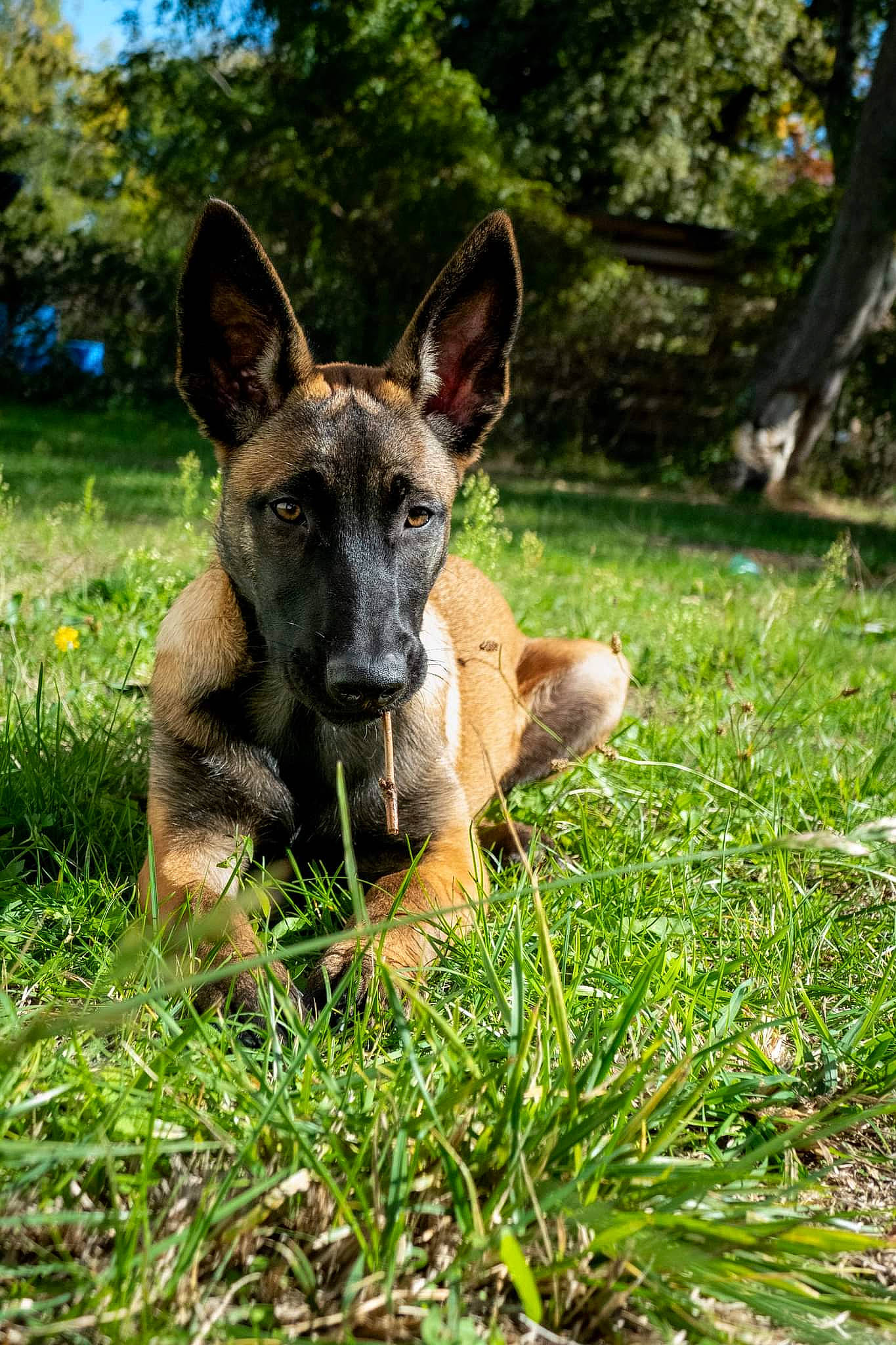 Thalya participe au concours pour gagner de l'argent avec cette photo : biting, canidae, carnivore, dog, dog_breed, east_european_shepherd, fawn, german_shepherd_dog, grass, groundcover, herbaceous_plant, herding_dog, old_german_shepherd_dog, plant, snout, sporting_group, terrestrial_animal, tree, wildlife, working_dog