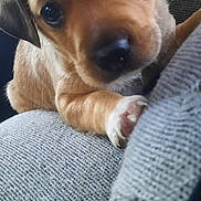 Booboo joined the competition — help win amazing prizes! puppy, dog, close_up, brown, cute, pet, animal, young, fur, ears, nose, paw, indoors, texture, fabric, gray, soft, looking, expression, curious