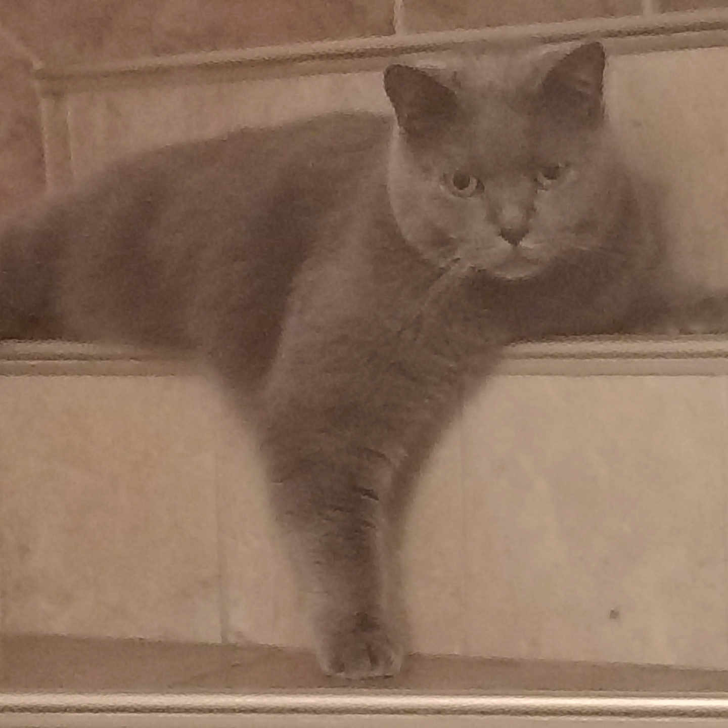 Taz a rejoint le concours — aidez-le/la à gagner de superbes lots ! cat, gray_cat, feline, animal, pet, fluffy, sitting, lying_down, paw, whiskers, ears, eyes, tail, tile, ledge, indoor, home, warm_lighting, portrait, cozy