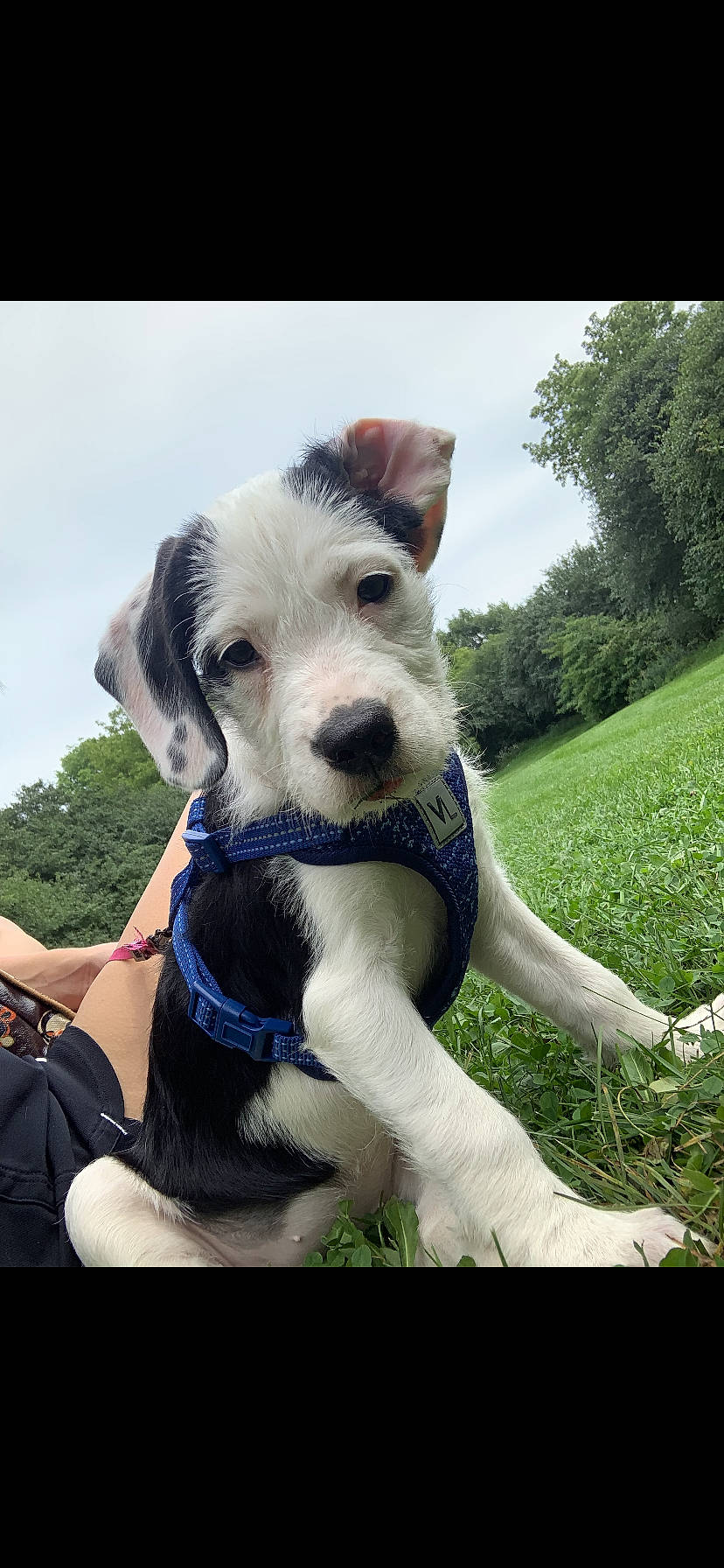 Chelsea joined the competition — help win amazing prizes! carnivore, cloud, collar, companion_dog, dog, dog_breed, dog_collar, dog_supply, fawn, grass, happy, leash, pet_supply, plant, sky, sporting_group, tail, terrier, tree, working_animal