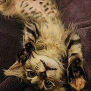 Freyja joined the competition — help win amazing prizes! blanket, cat, close_up, cozy, eyes, fur, indoor, kitten, paw_pads, paws, pet, playful, plush, portrait, relaxed, spotted_belly, striped, tabby, upside_down, whiskers