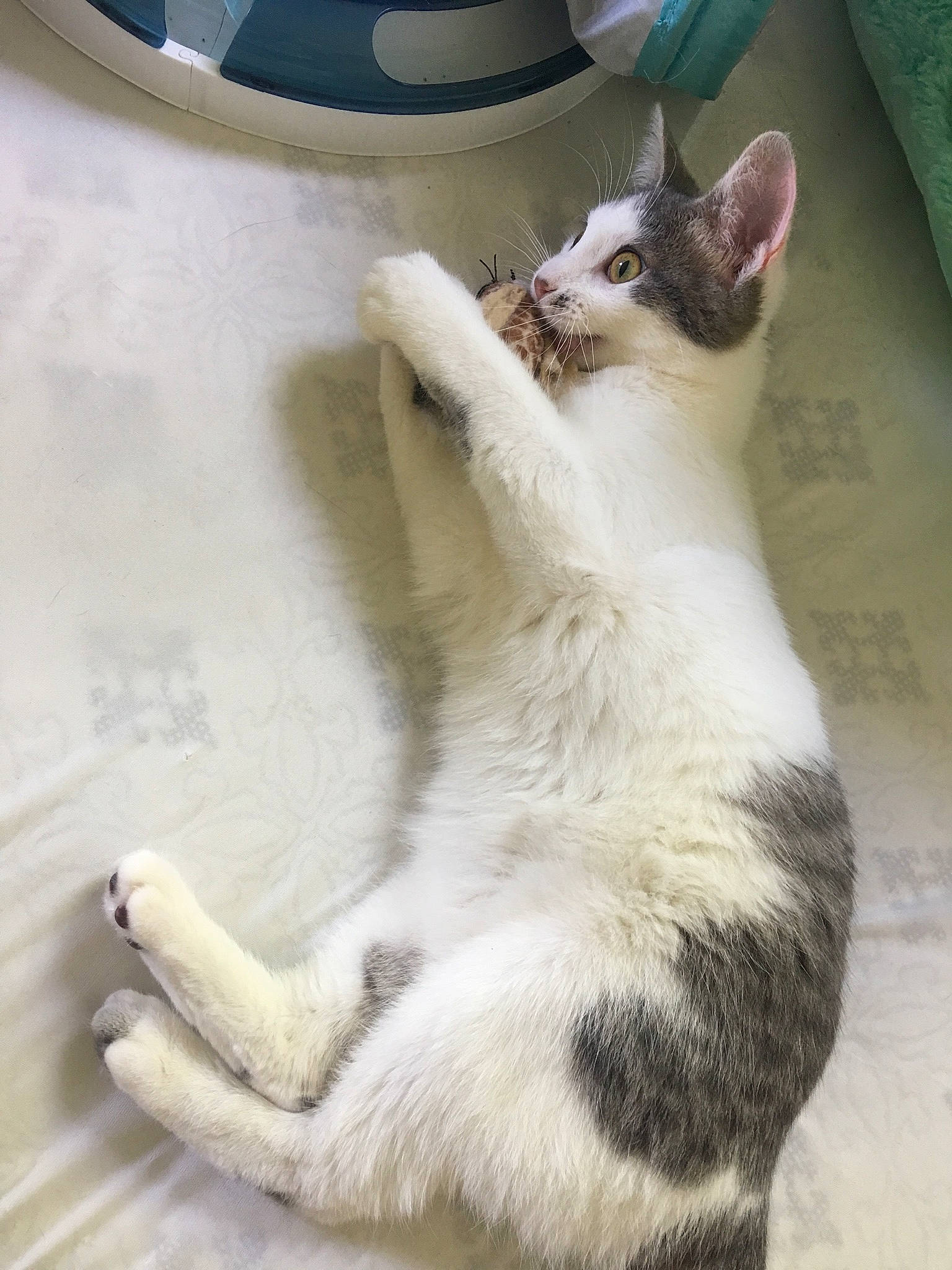 Tessie joined the competition — help win amazing prizes! aegean_cat, asian, carnivore, cat, claw, domestic_short_haired_cat, european_shorthair, fawn, felidae, fur, japanese_bobtail, kitten, mammal, paw, photo_caption, polydactyl_cat, small_to_medium_sized_cats, snout, tail, whiskers