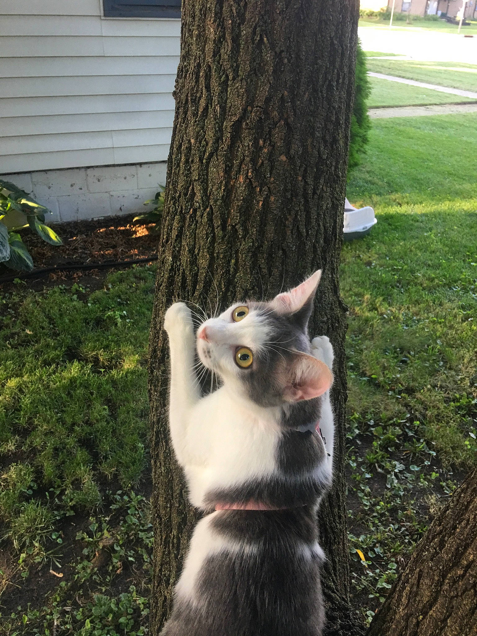 Tessie joined the competition — help win amazing prizes! backyard, botany, fawn, fur, grass, plant, spring, squirrel, tail, tree, trunk, whiskers, woody_plant