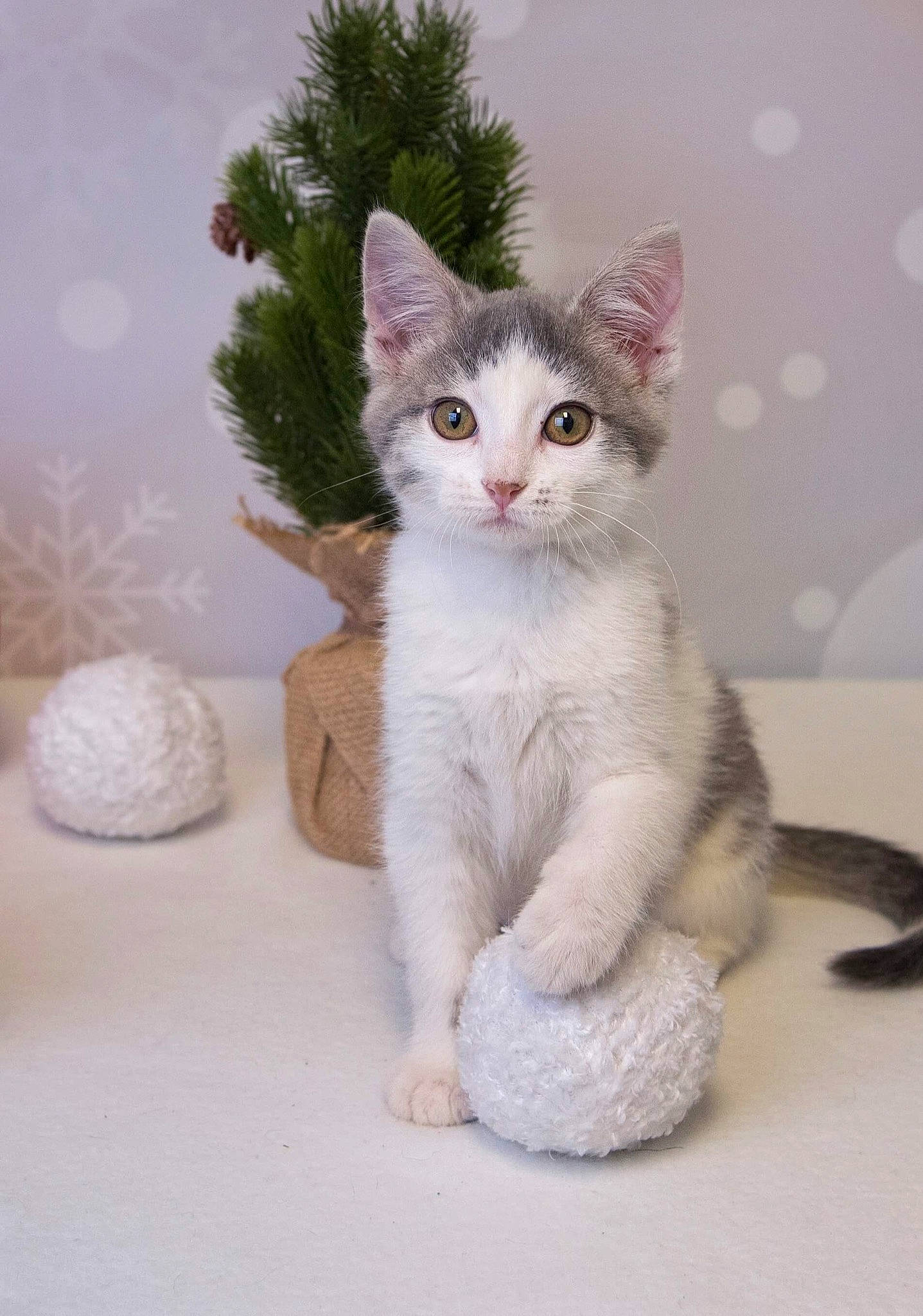 Tessie is registered to the contest to win money with this photo: aegean_cat, american_wirehair, carnivore, cat, domestic_short_haired_cat, european_shorthair, felidae, kitten, mammal, small_to_medium_sized_cats, tabby_cat, tail, turkish_angora, turkish_van, vertebrate, whiskers