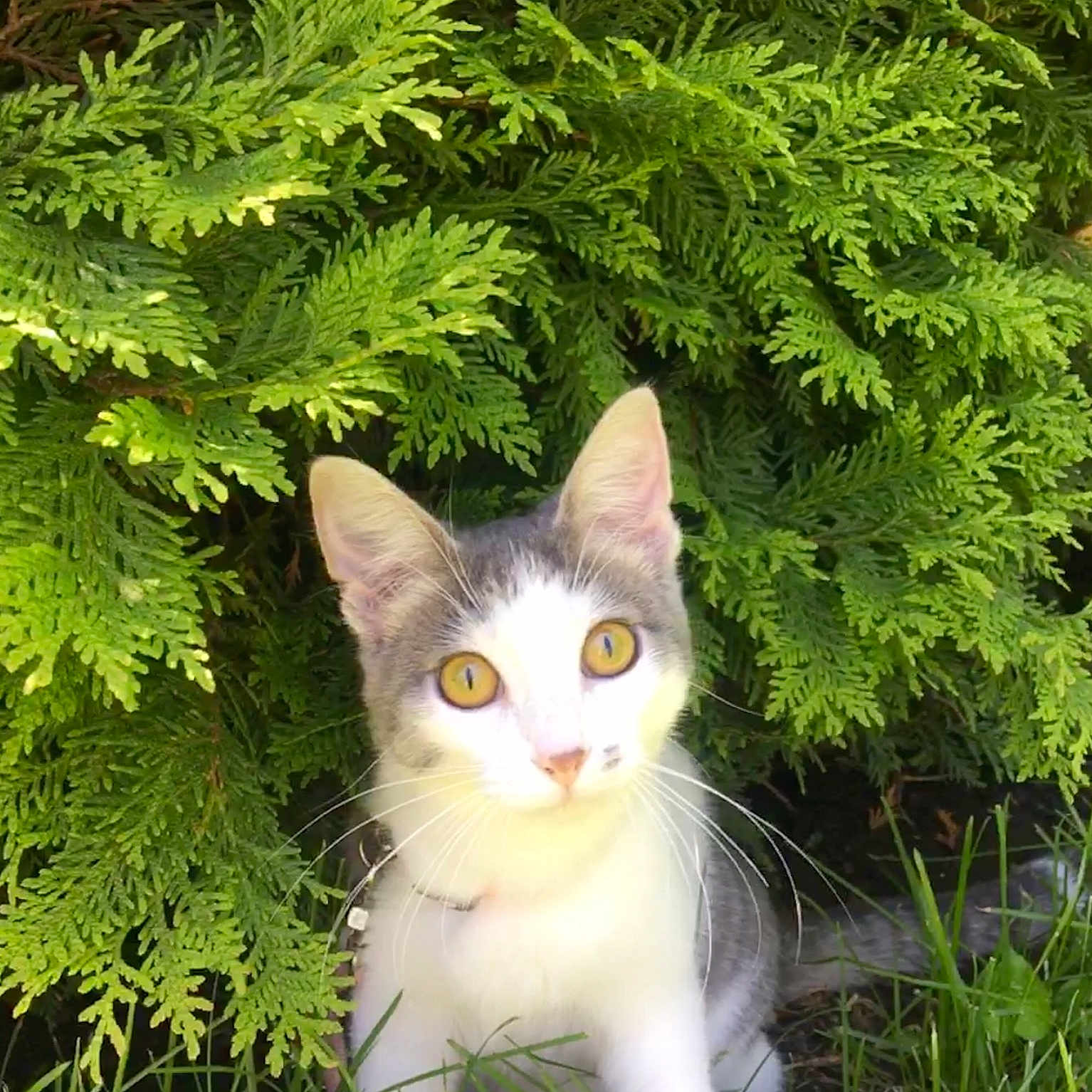 Tessie is registered to the contest to win money with this photo: aegean_cat, american_wirehair, branch, carnivore, cat, domestic_short_haired_cat, european_shorthair, felidae, fur, grass, green, leaf, plant, small_to_medium_sized_cats, tail, tree, vascular_plant, whiskers, wildlife